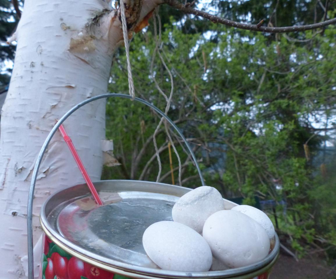 Birkensaft (Birkenwasser) zapfen