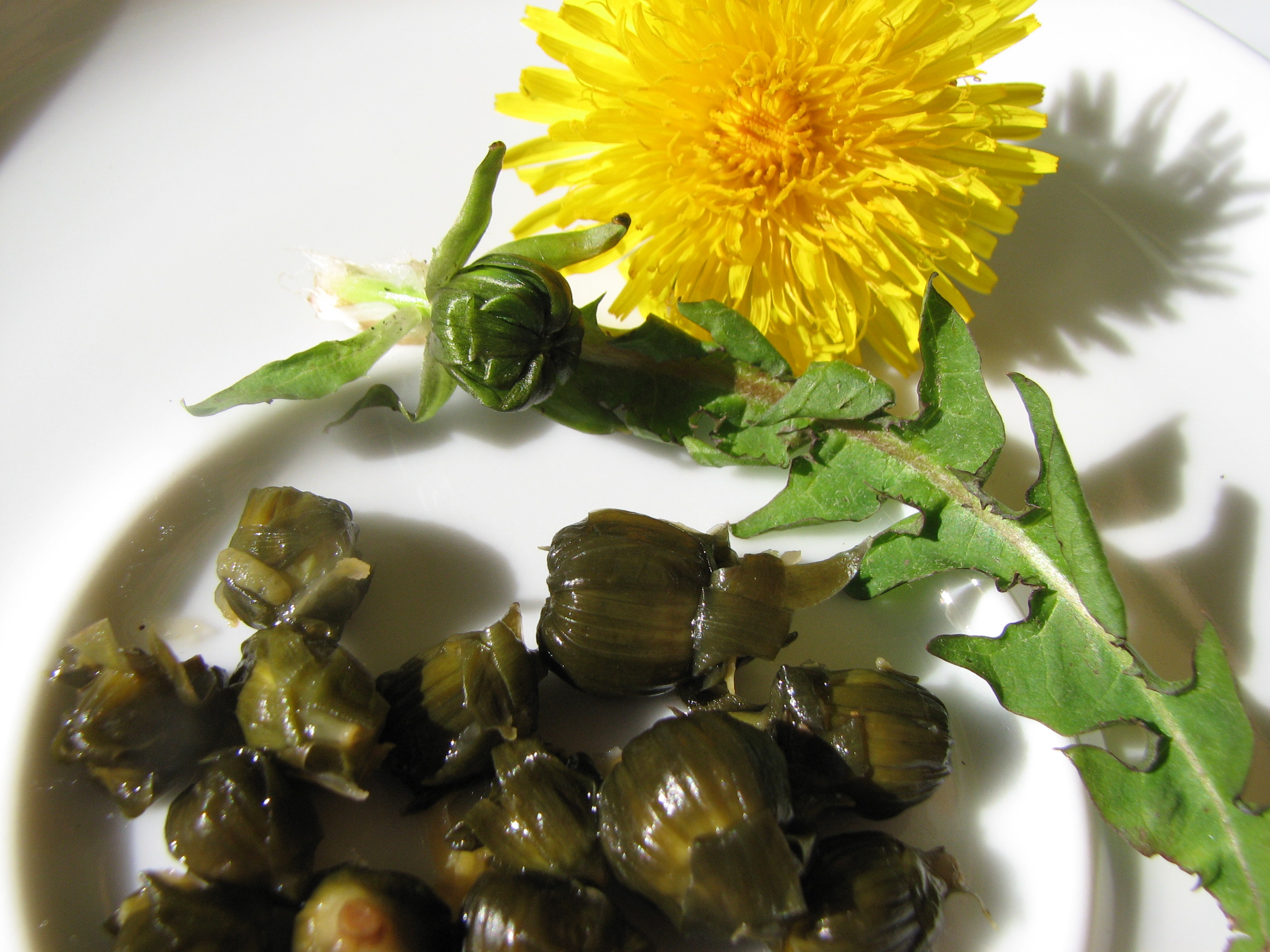 Gewöhnlicher Löwenzahn