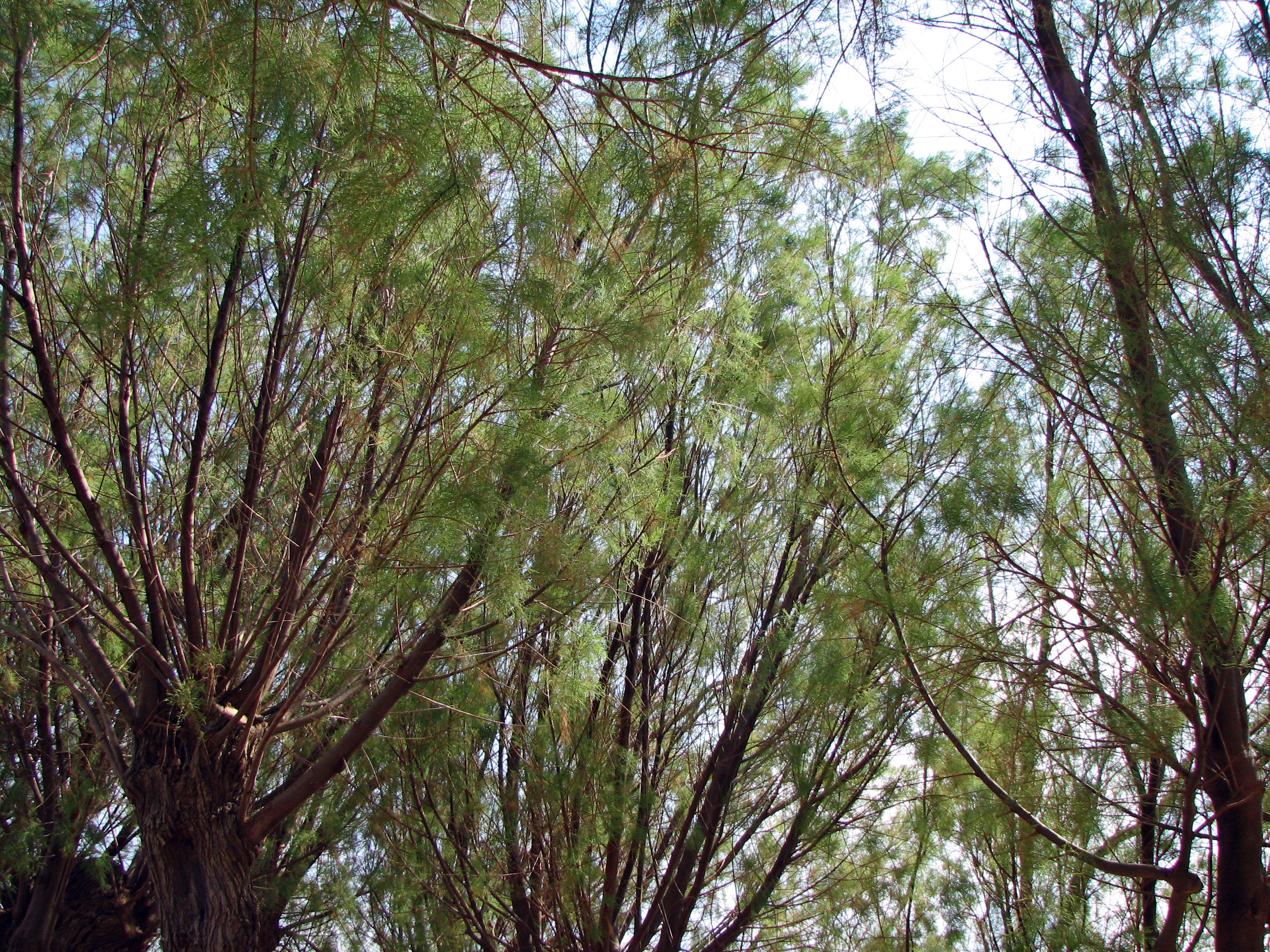 Kleinblütige Tamariske