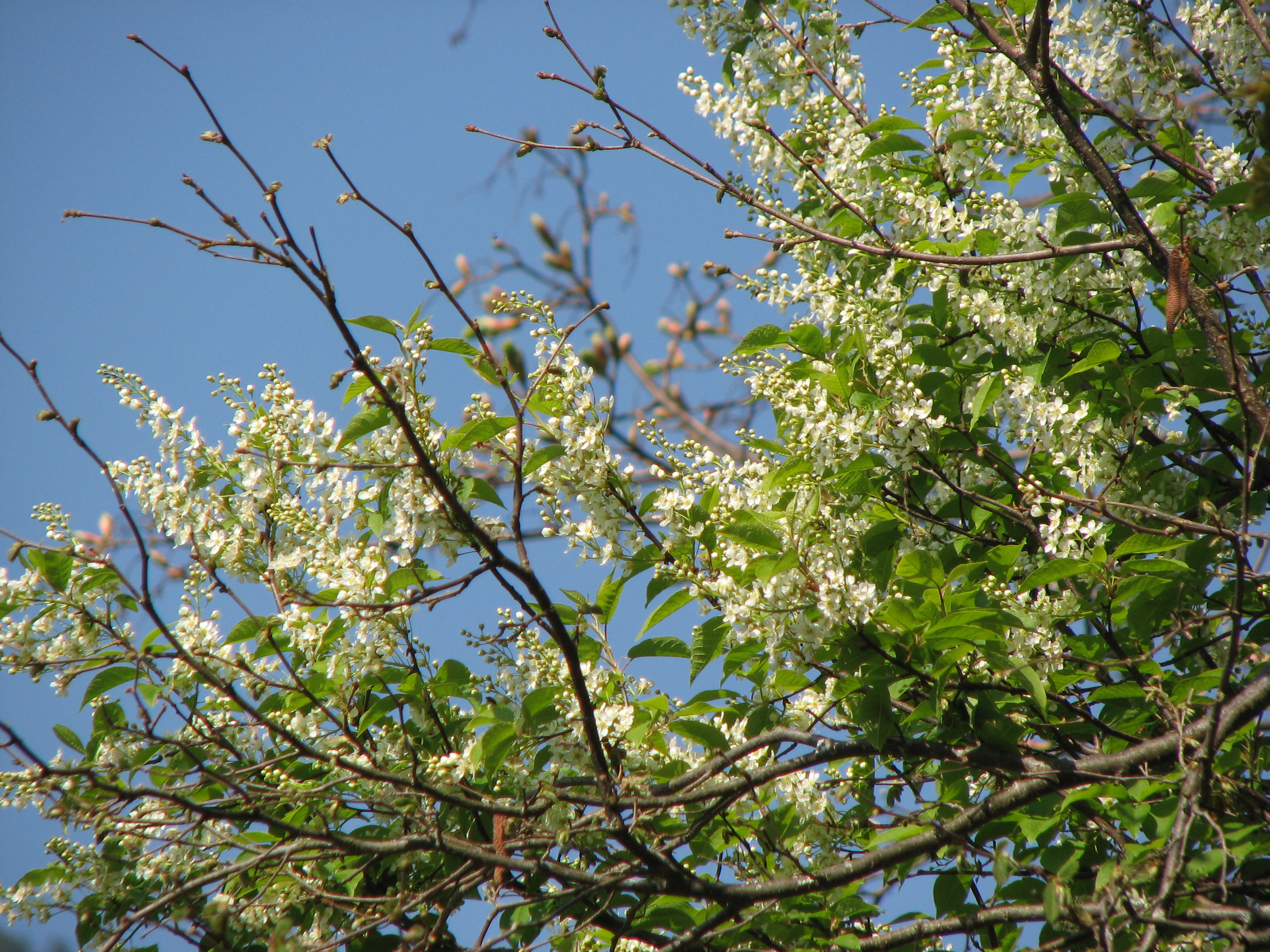 Gewöhnliche Traubenkirsche
