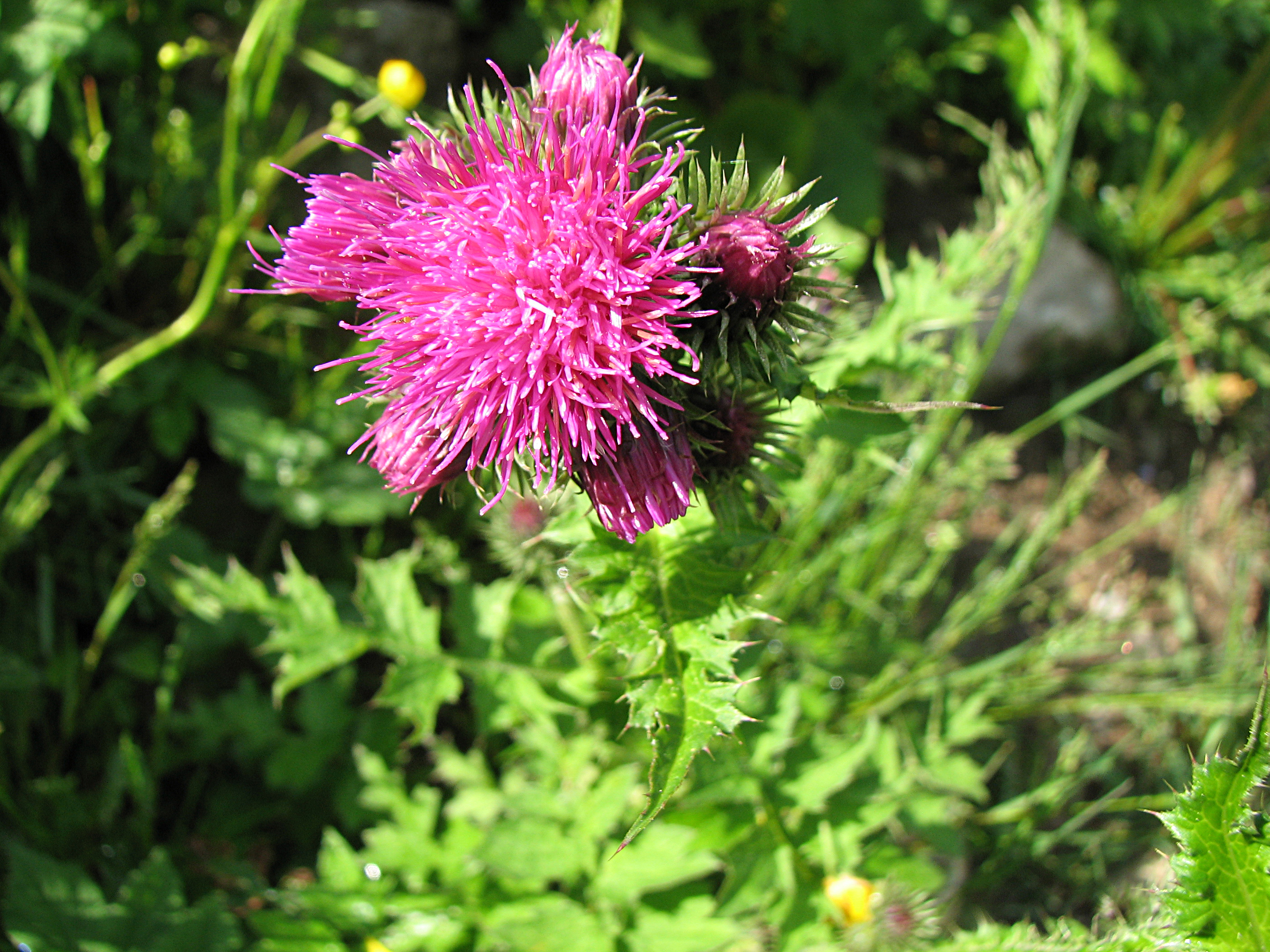 Wegdistel