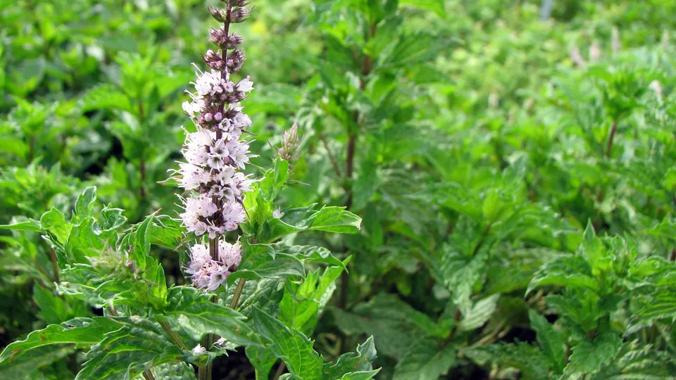 Türkische Minze