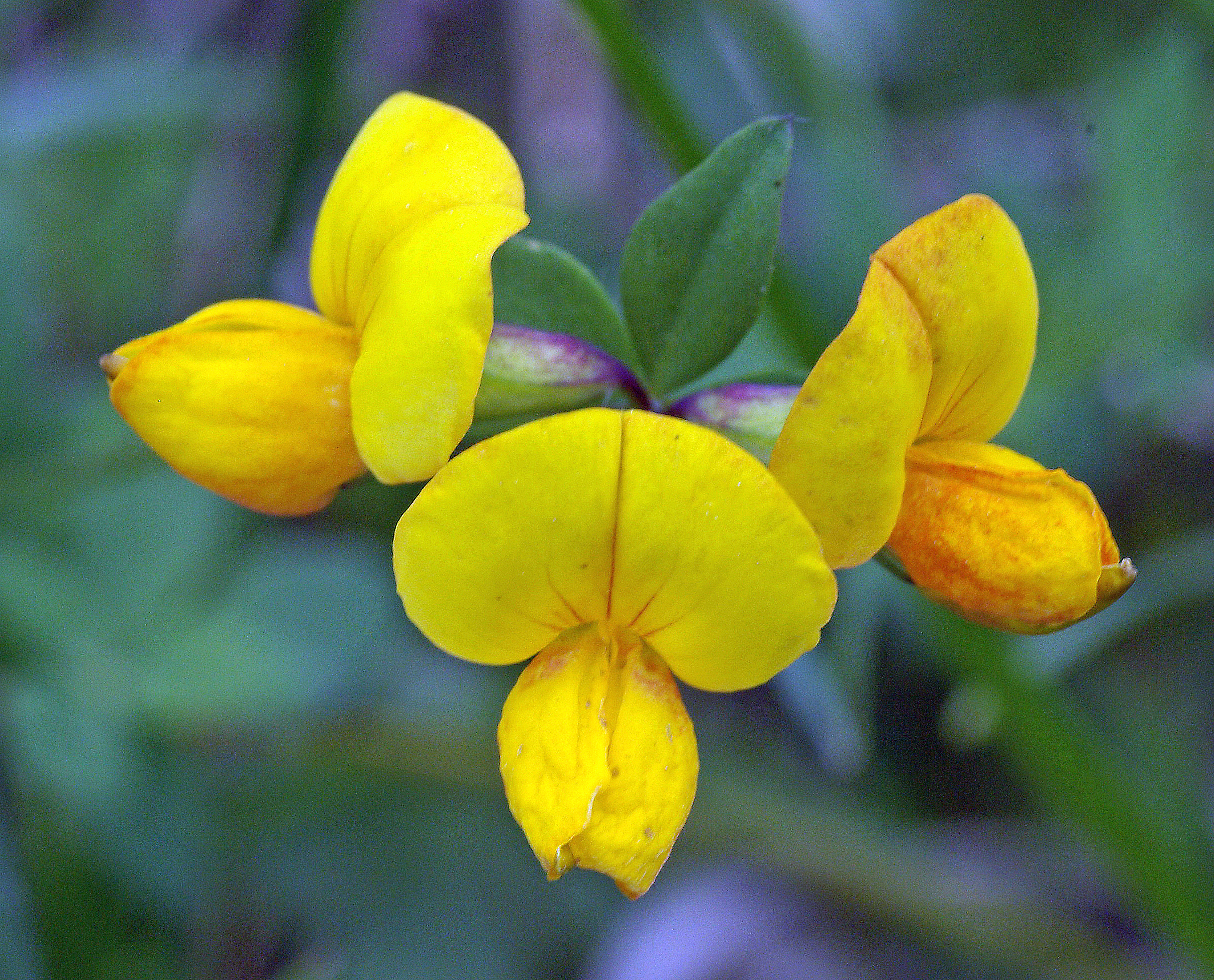 Gewöhnlicher Hornklee