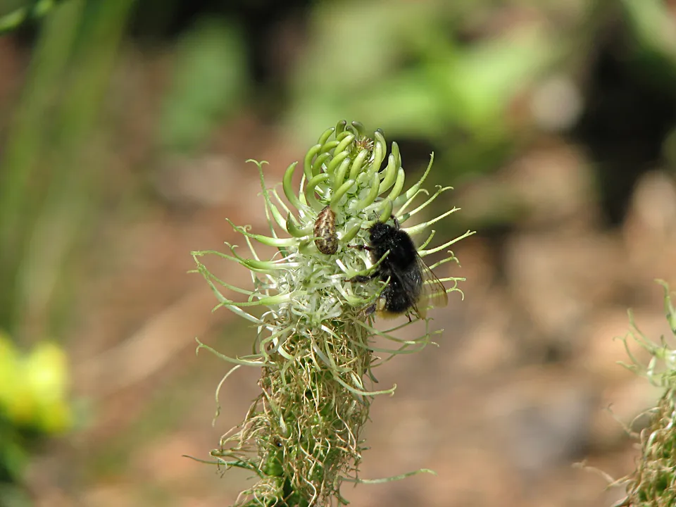 Ährige Teufelskralle