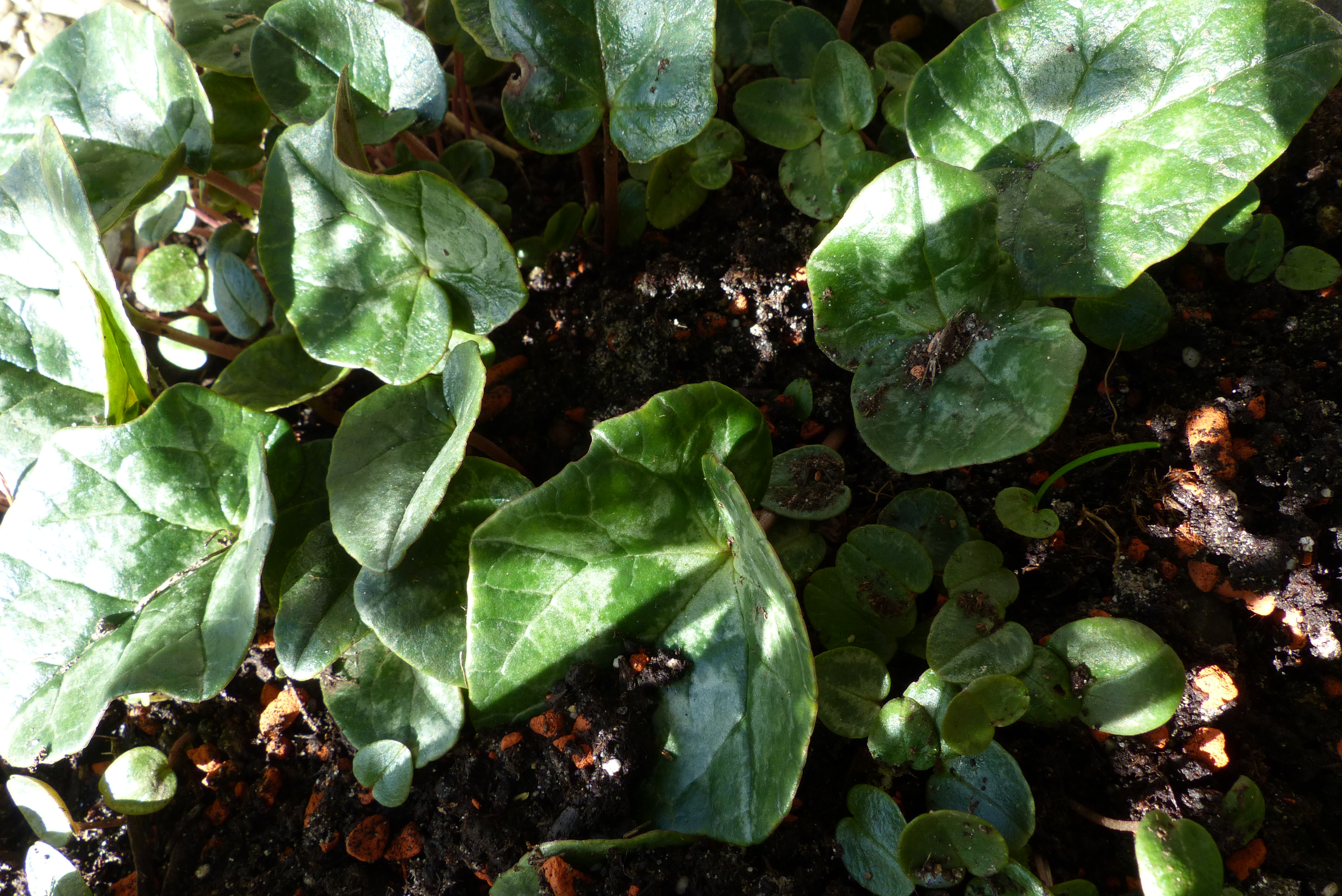 Europäisches Alpenveilchen