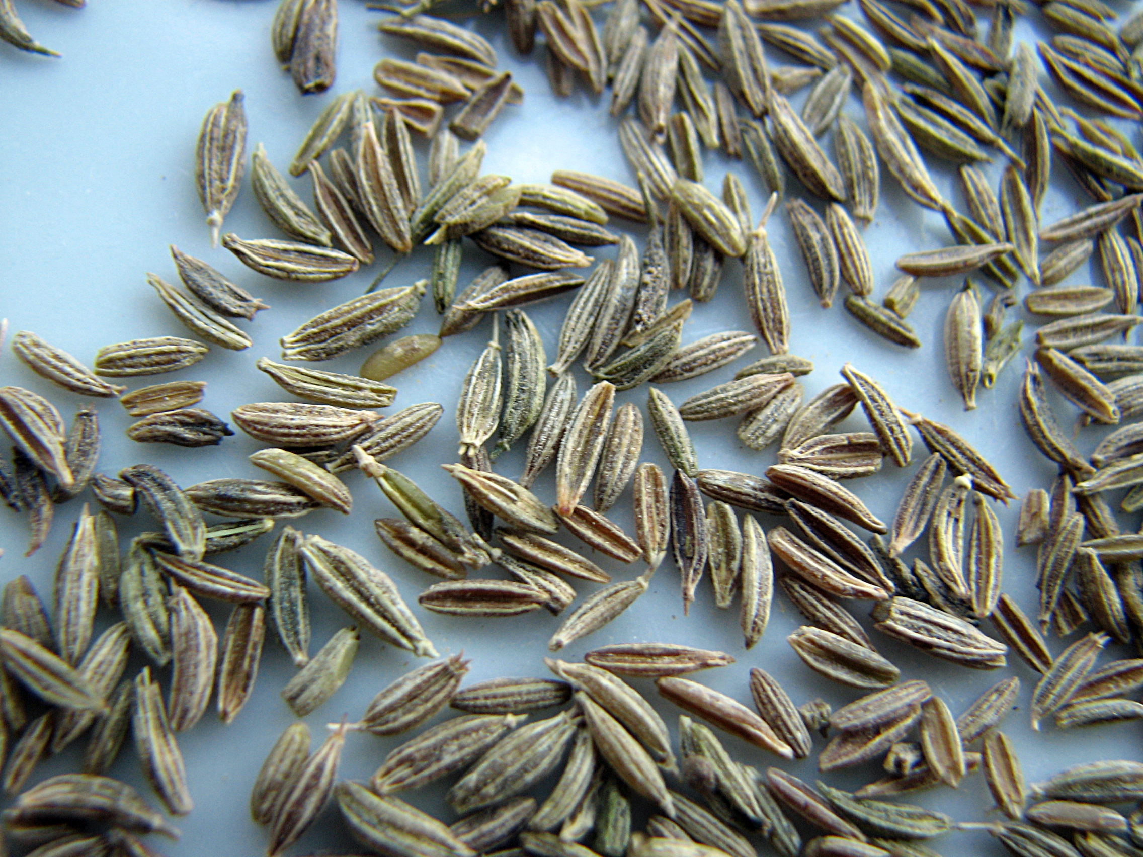 Kreuzkümmel
