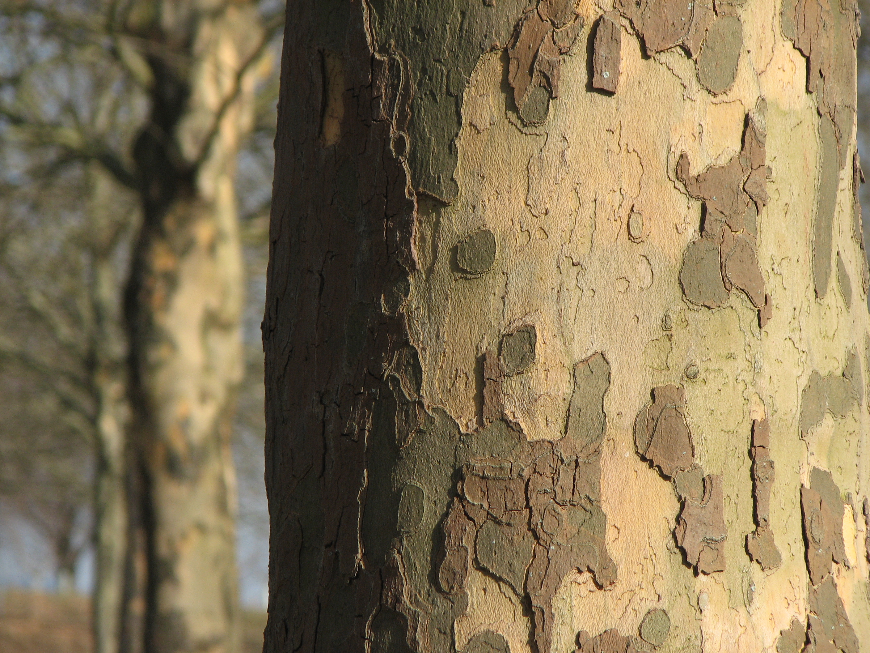 Morgenländische Platane