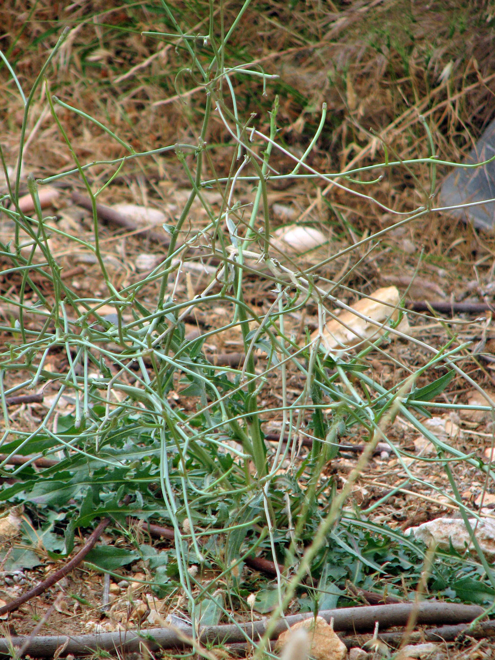 Großer Knorpellattich