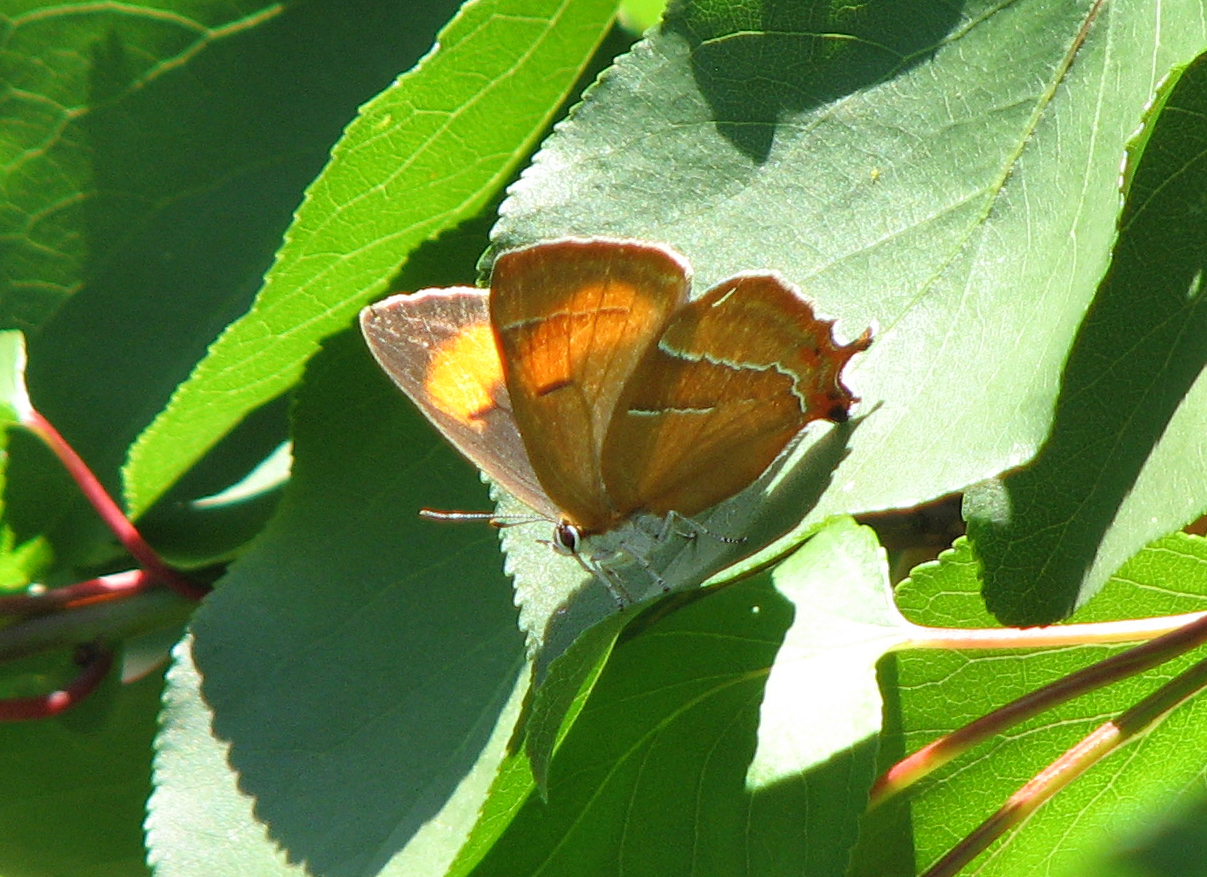 Kriechenpflaume