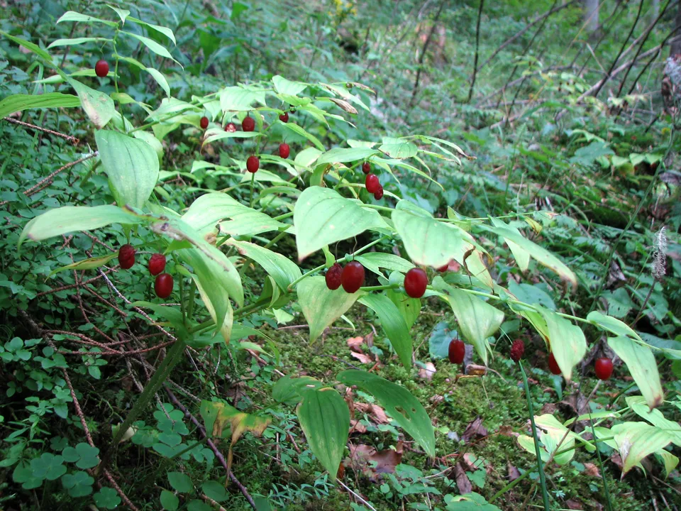 Stängelumfassender Knotenfuß