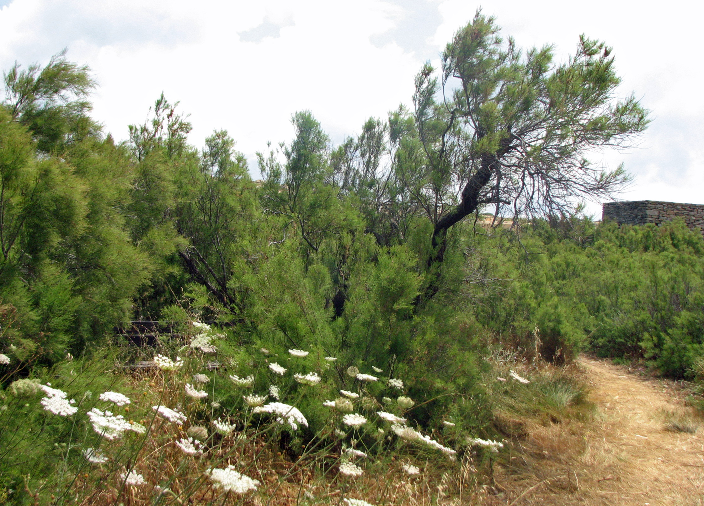 Kleinblütige Tamariske