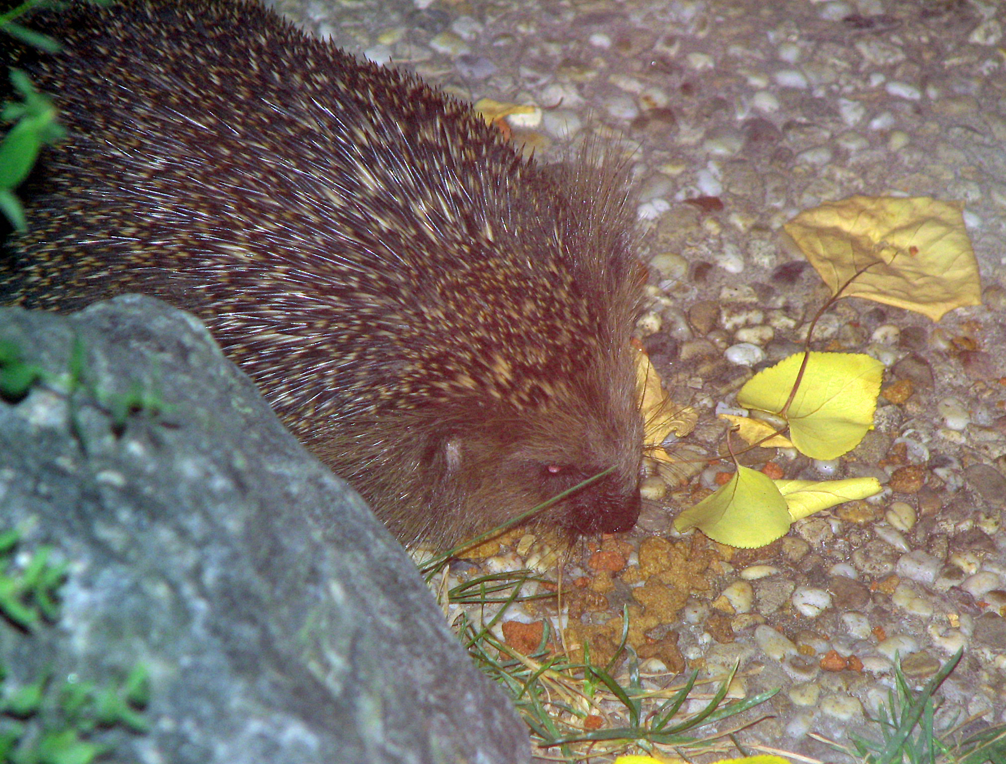 <p>Wenn ein Igel, wie diese herbstliche Nachtaufnahme zeigt, Katzen-Trockenfutter serviert bekommt, muss unbedingt ein Schälchen Wasser in seiner Nähe aufgestellt werden!</p>