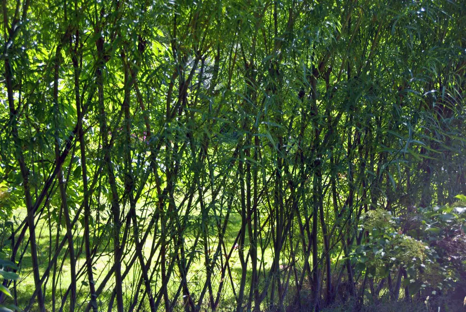 Weidenzäune selber machen