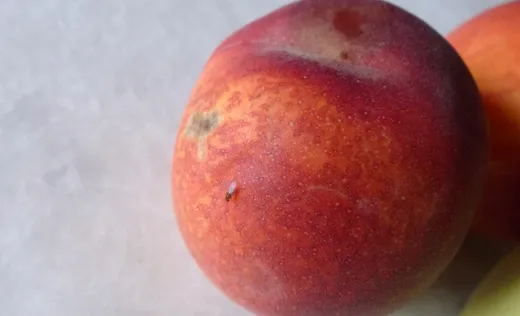 Fruchtfliegen (Obstfliegen) reduzieren