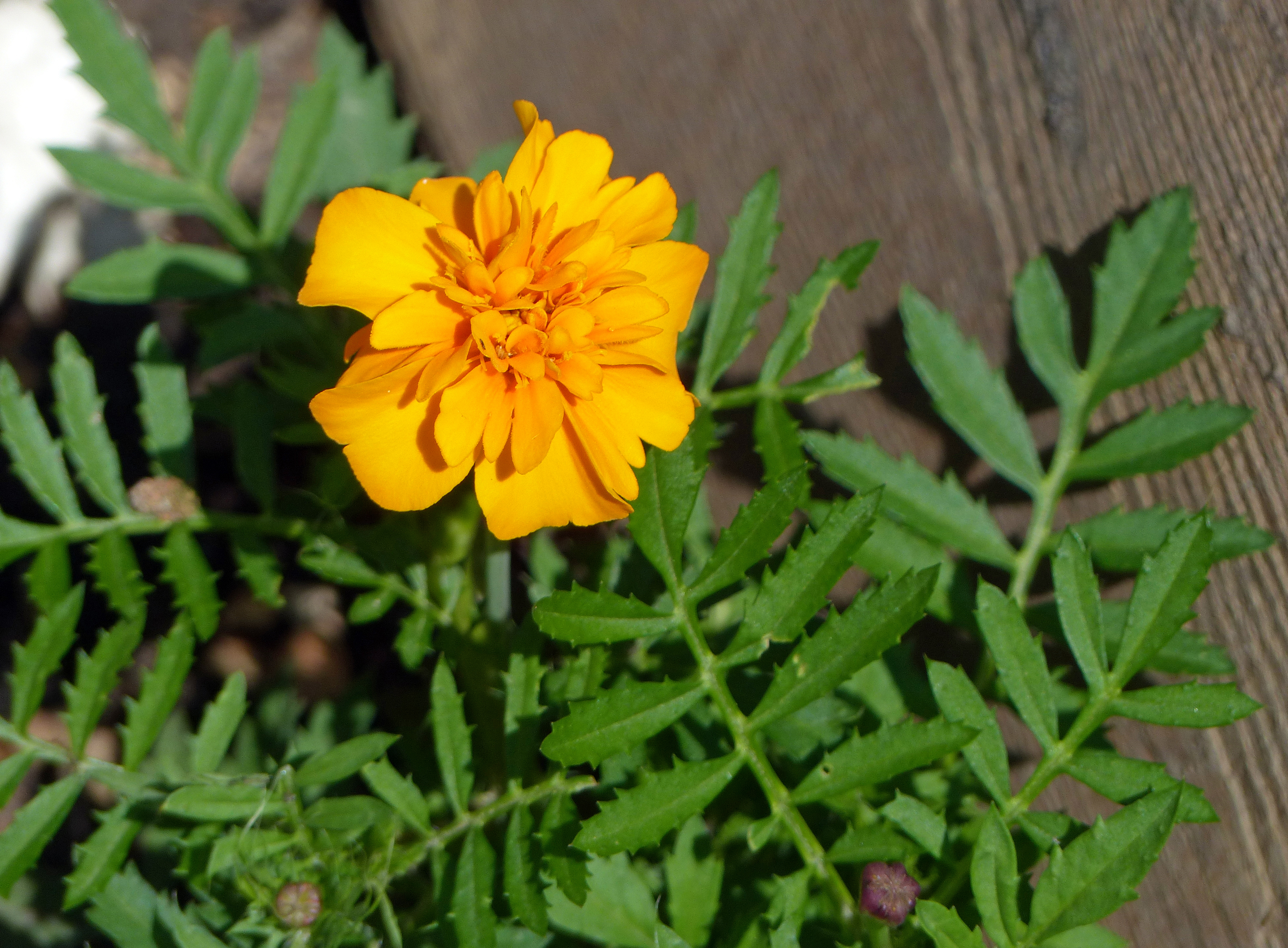 Niedrige Tagetes