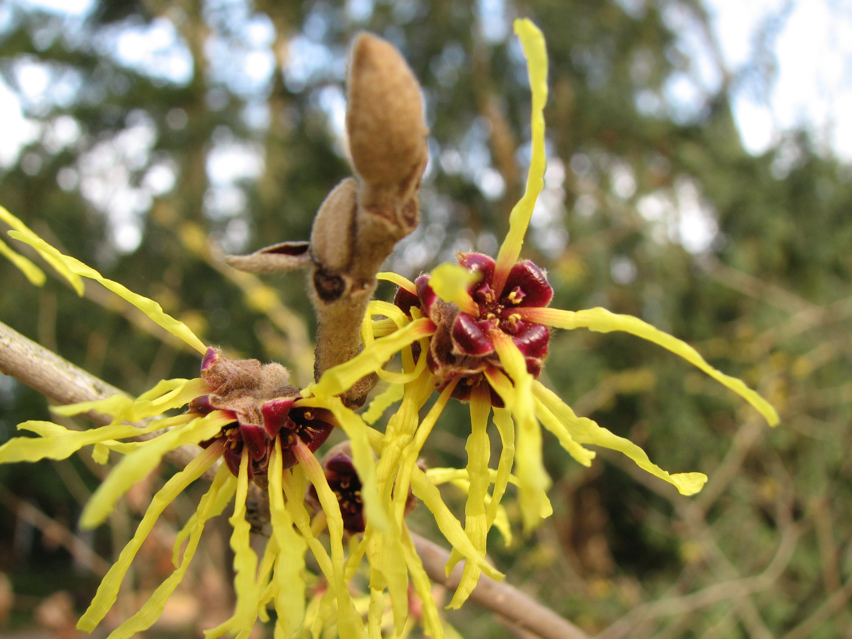 Hamamelis