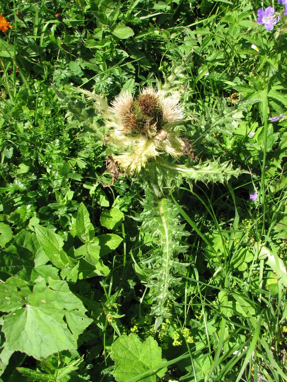 Alpenkratzdistel