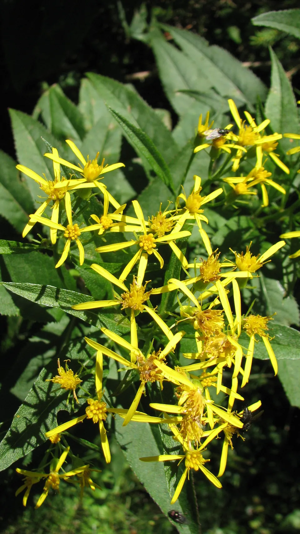 Fuchssches Greiskraut