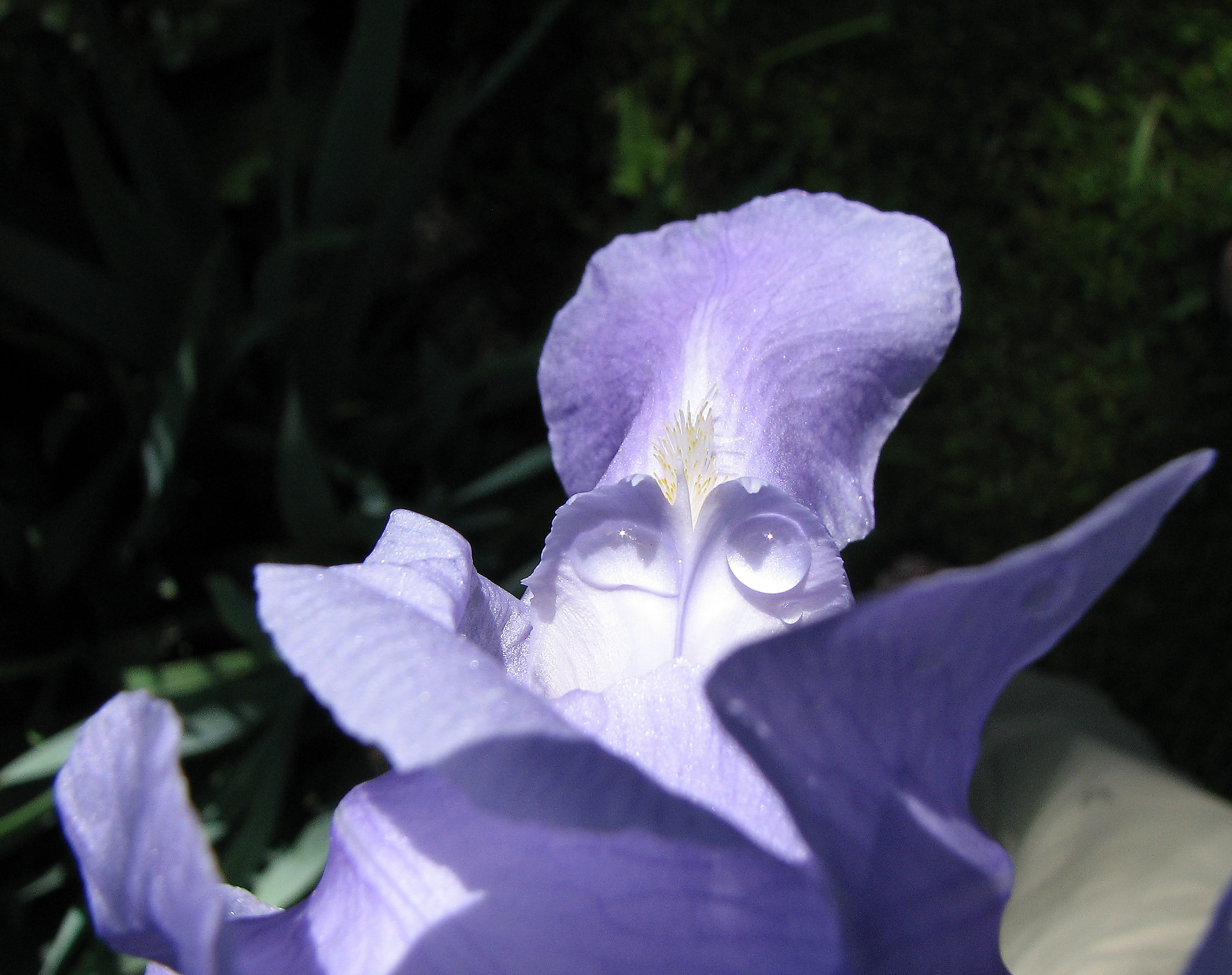 Bleiche Schwertlilie