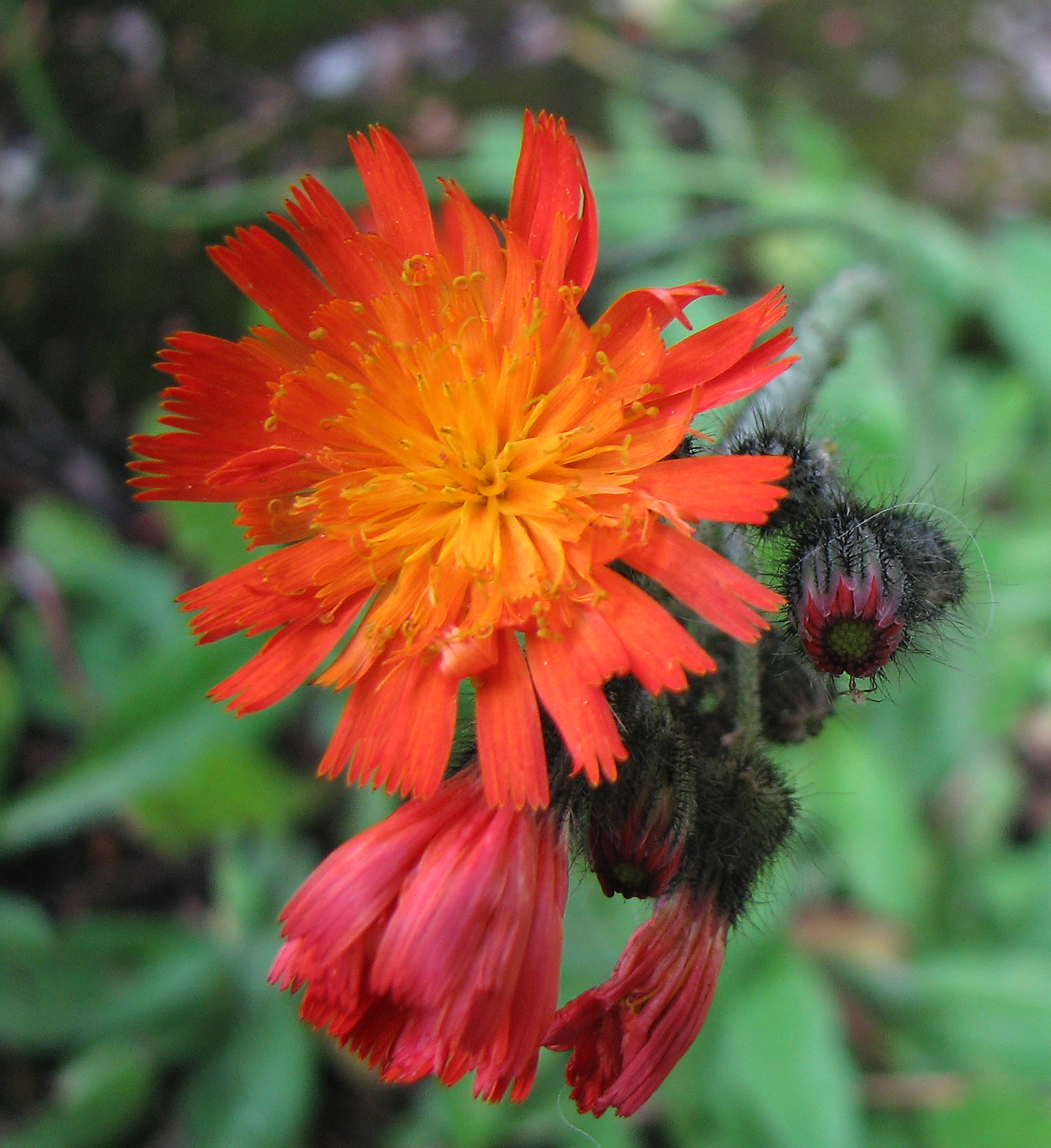 Orangerotes Habichtskraut