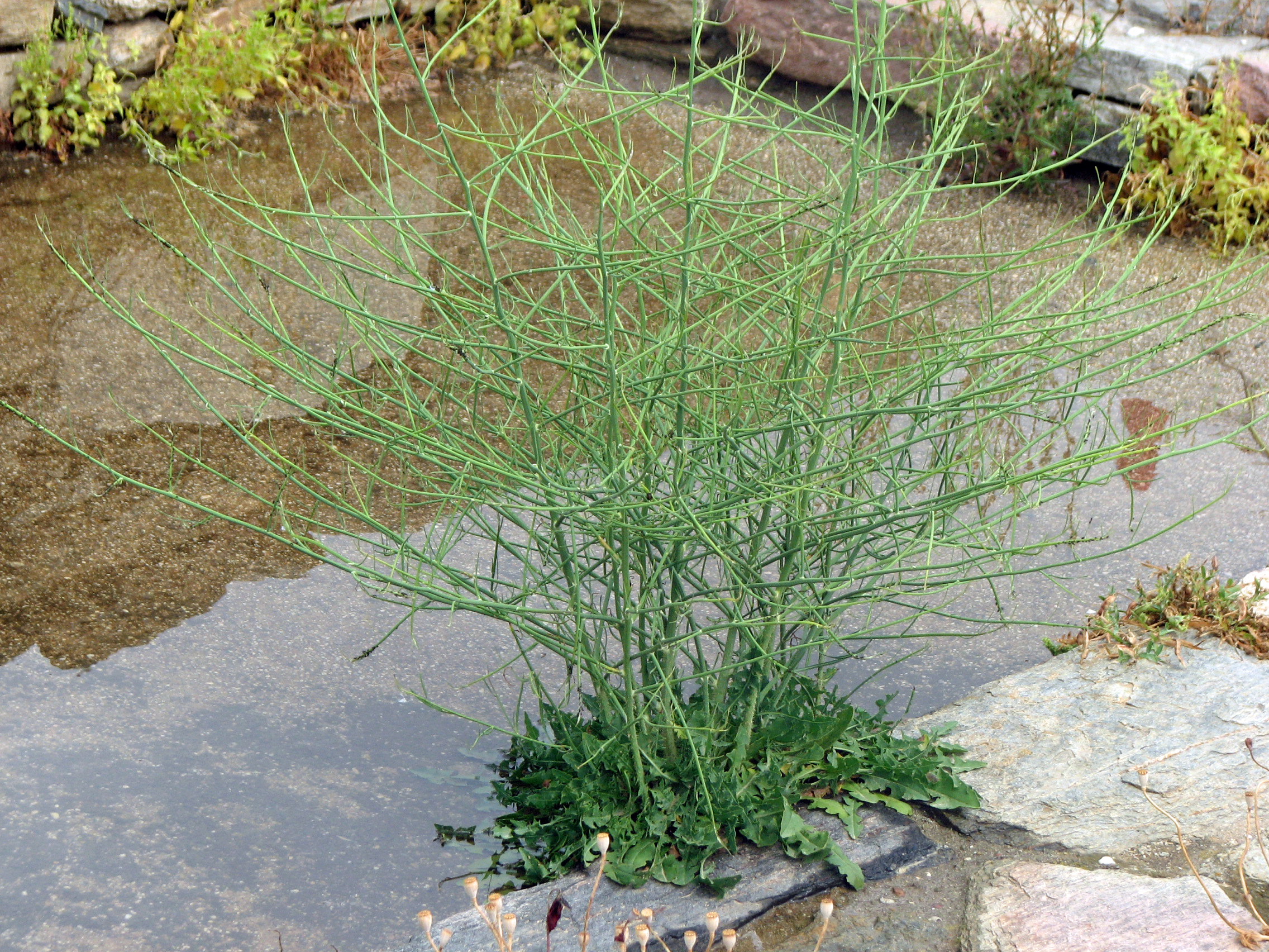 Großer Knorpellattich