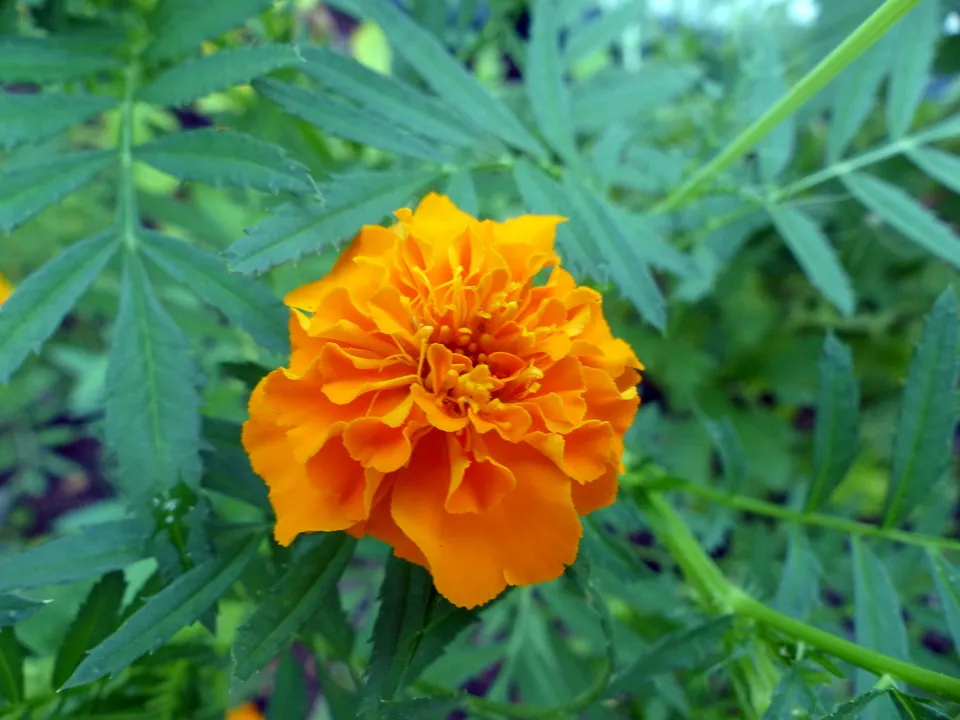 Hohe Tagetes