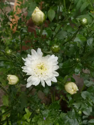 Chinesische Teechrysantheme