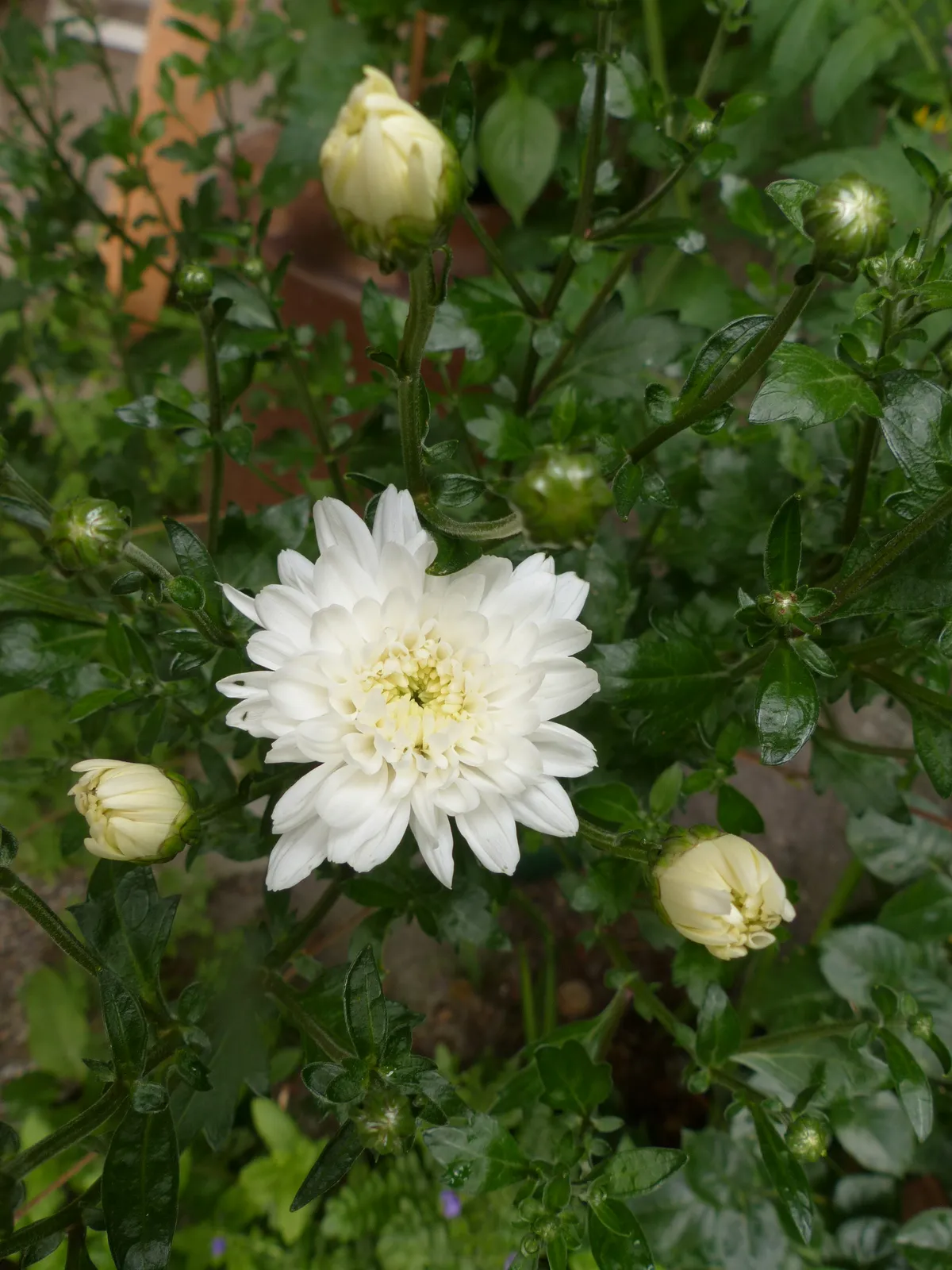 Chinesische Teechrysantheme