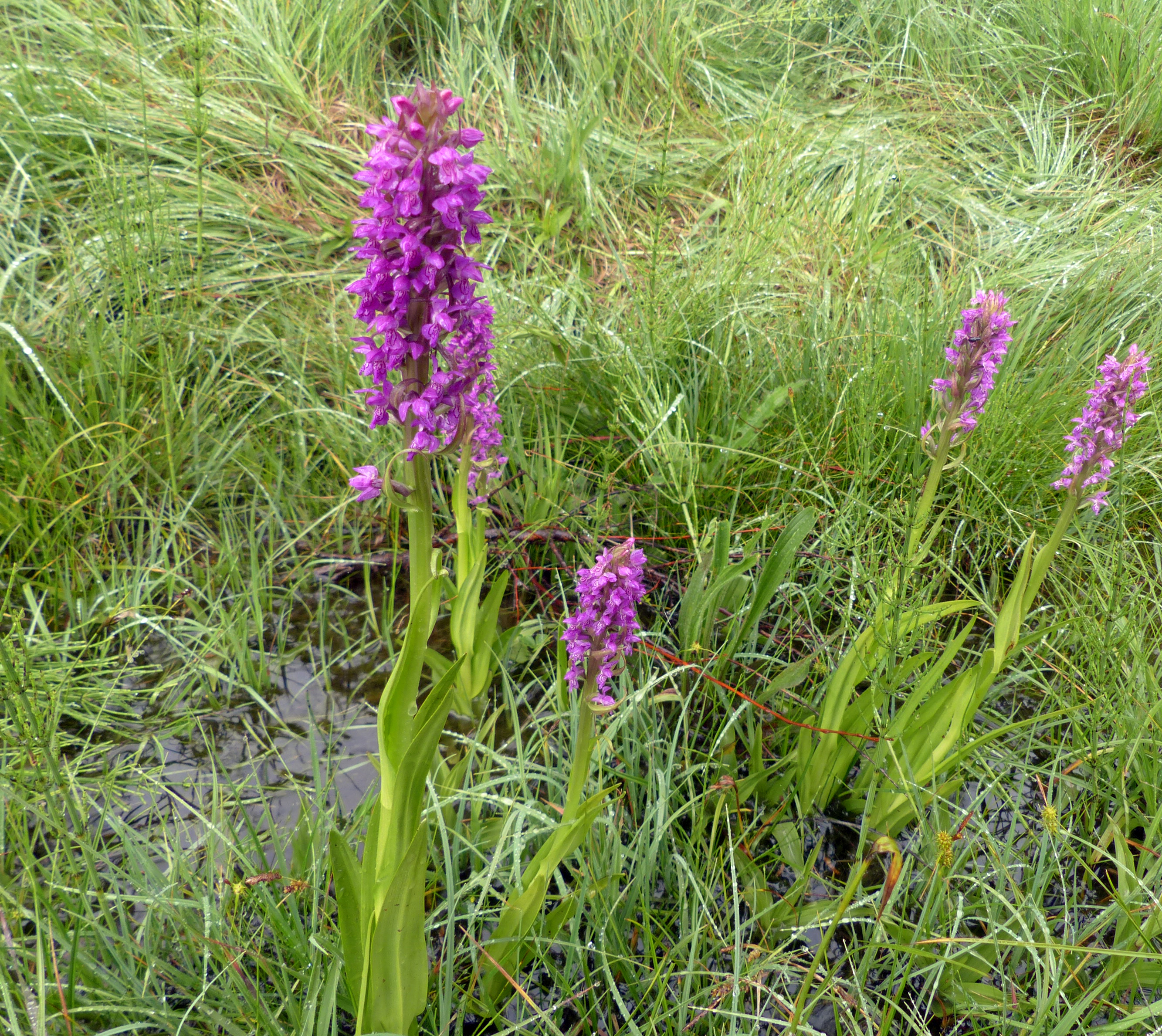 Fleischfarbene Fingerwurz