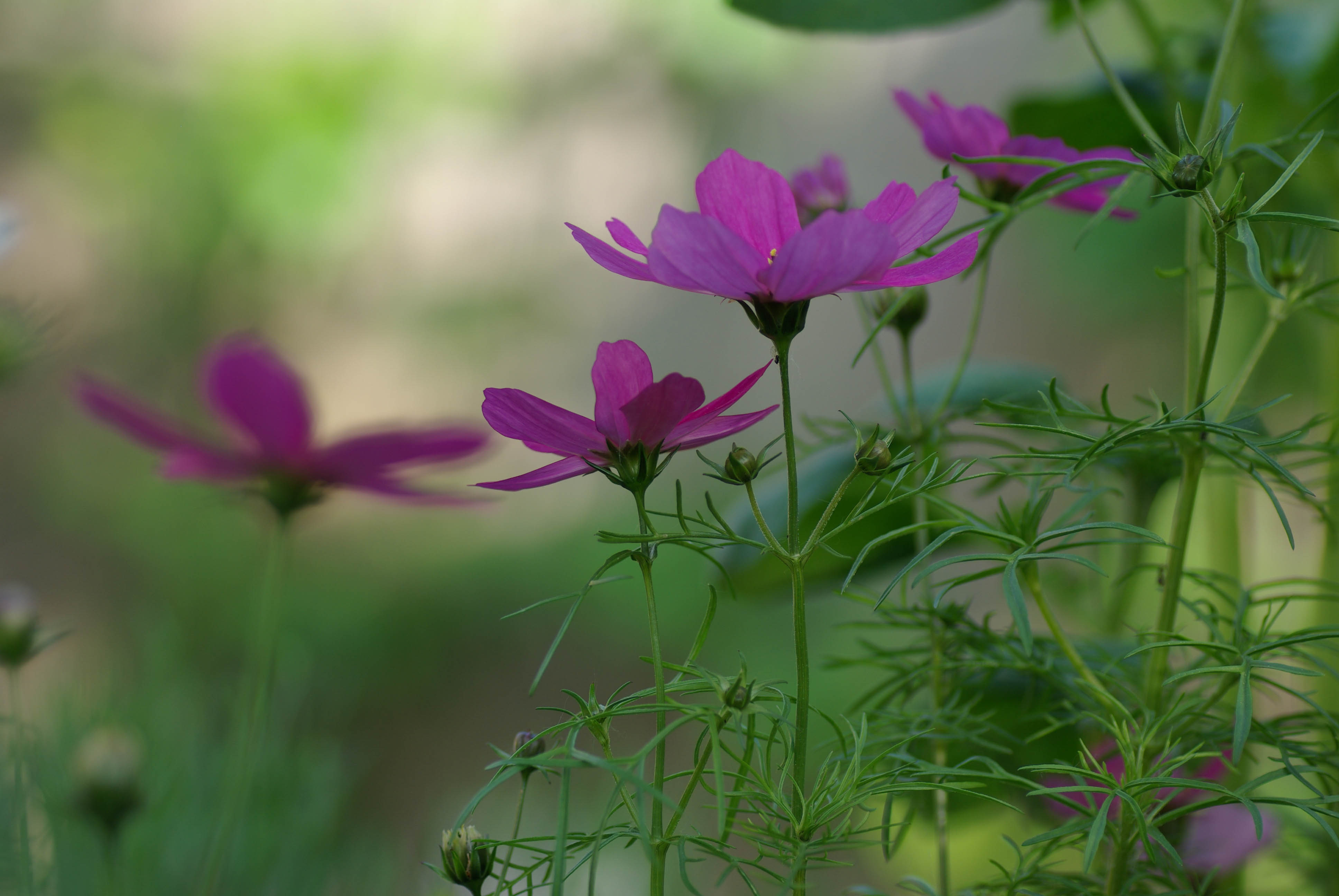 Cosmea