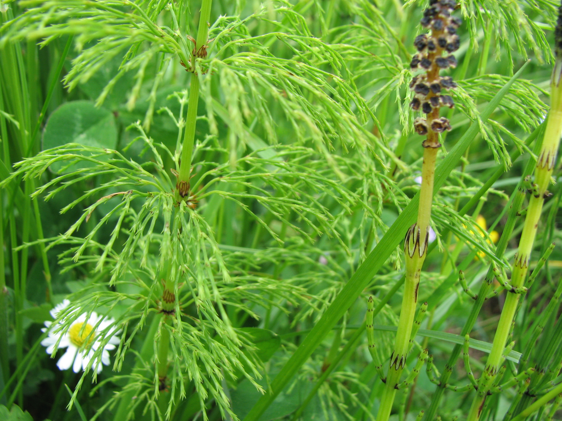Wiesenschachtelhalm