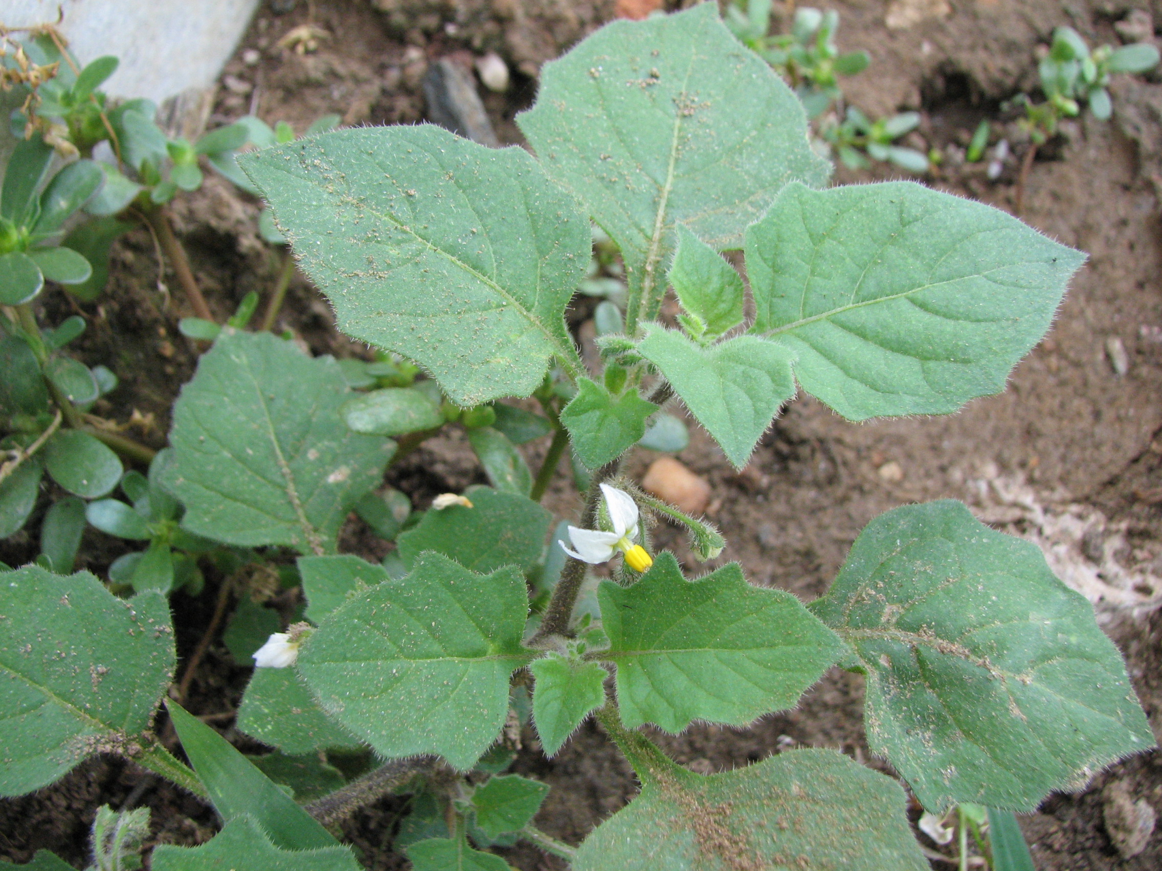 Schwarzer Nachtschatten