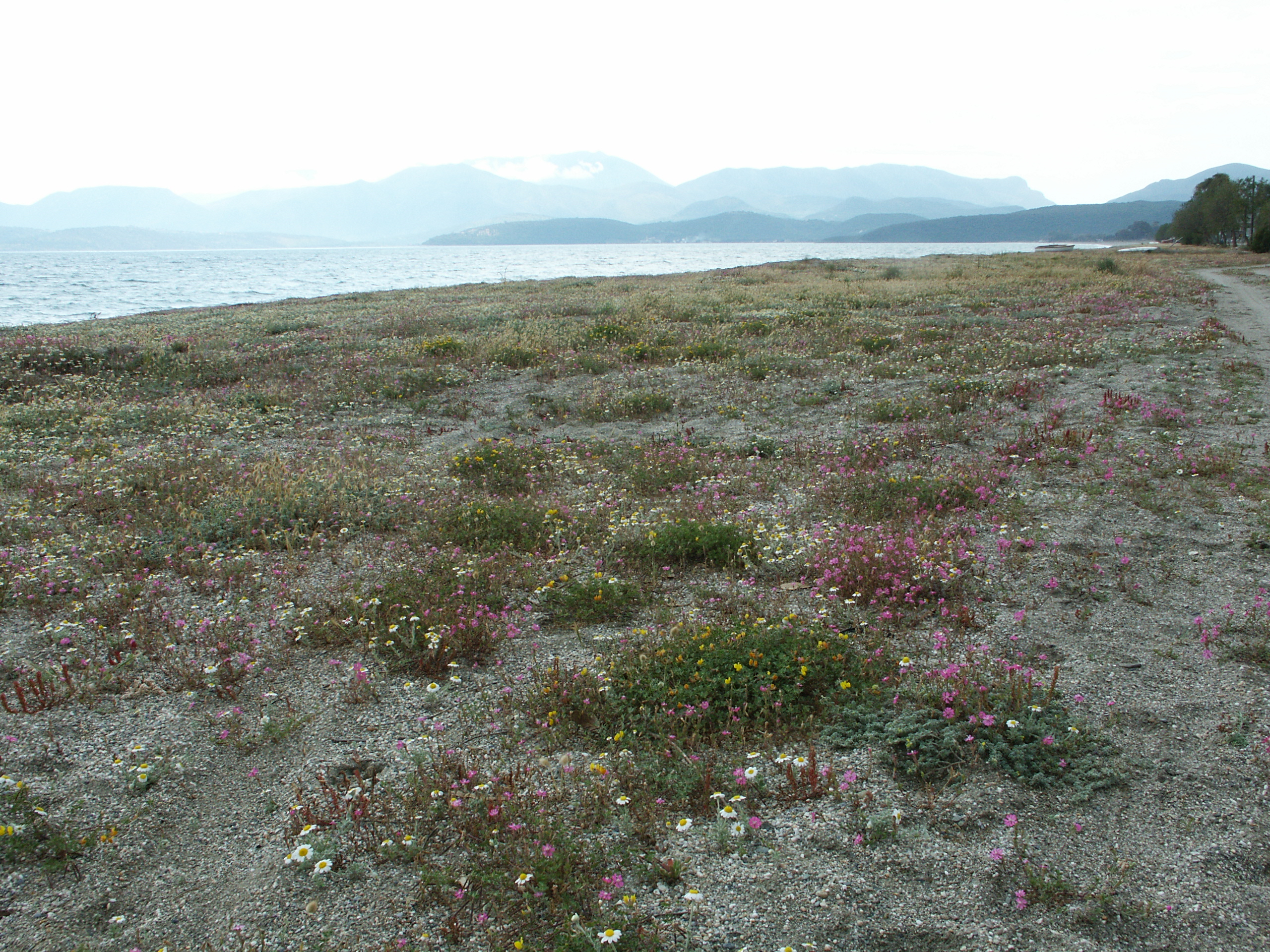 Filzige Hundskamille