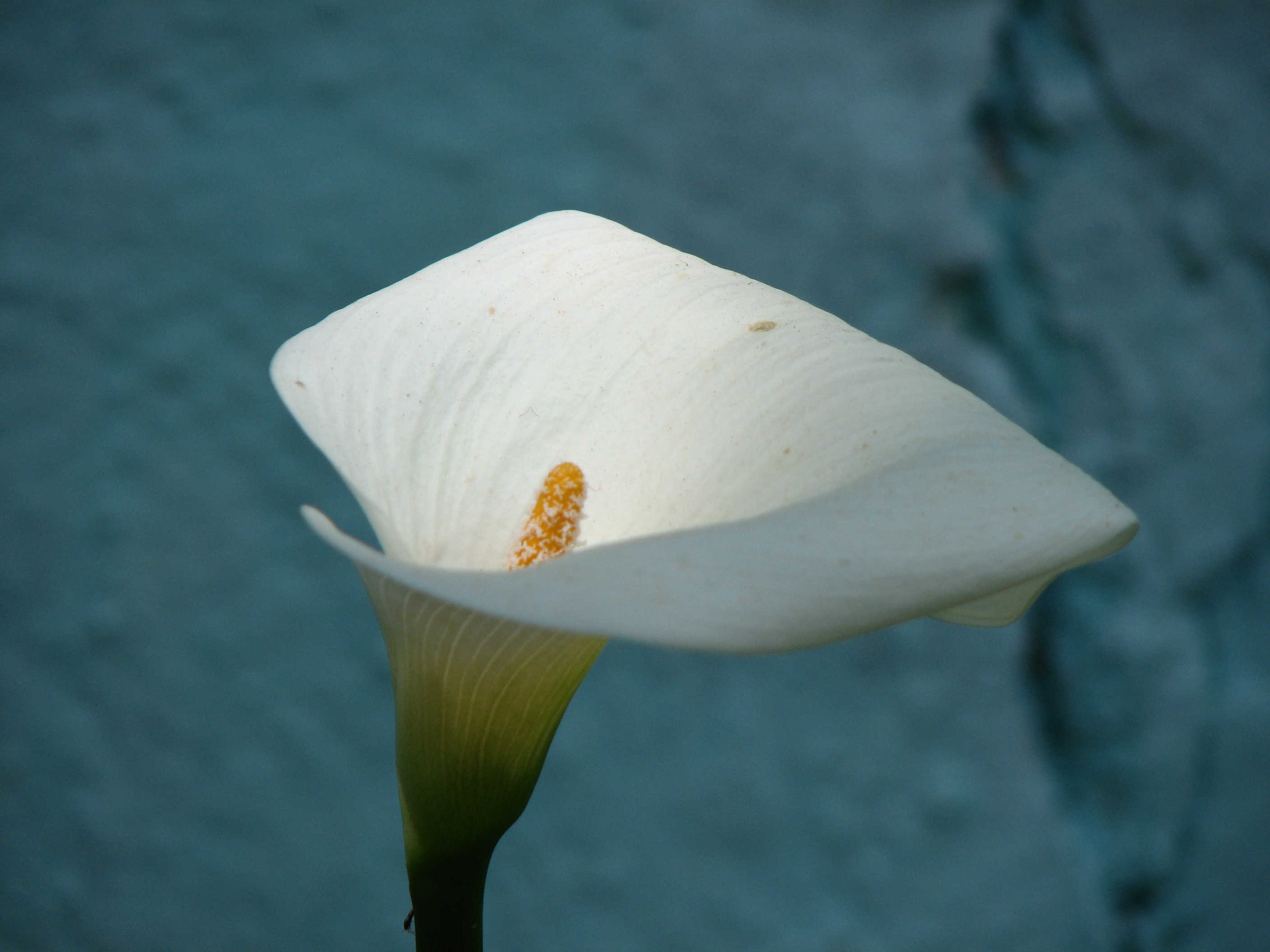 Calla