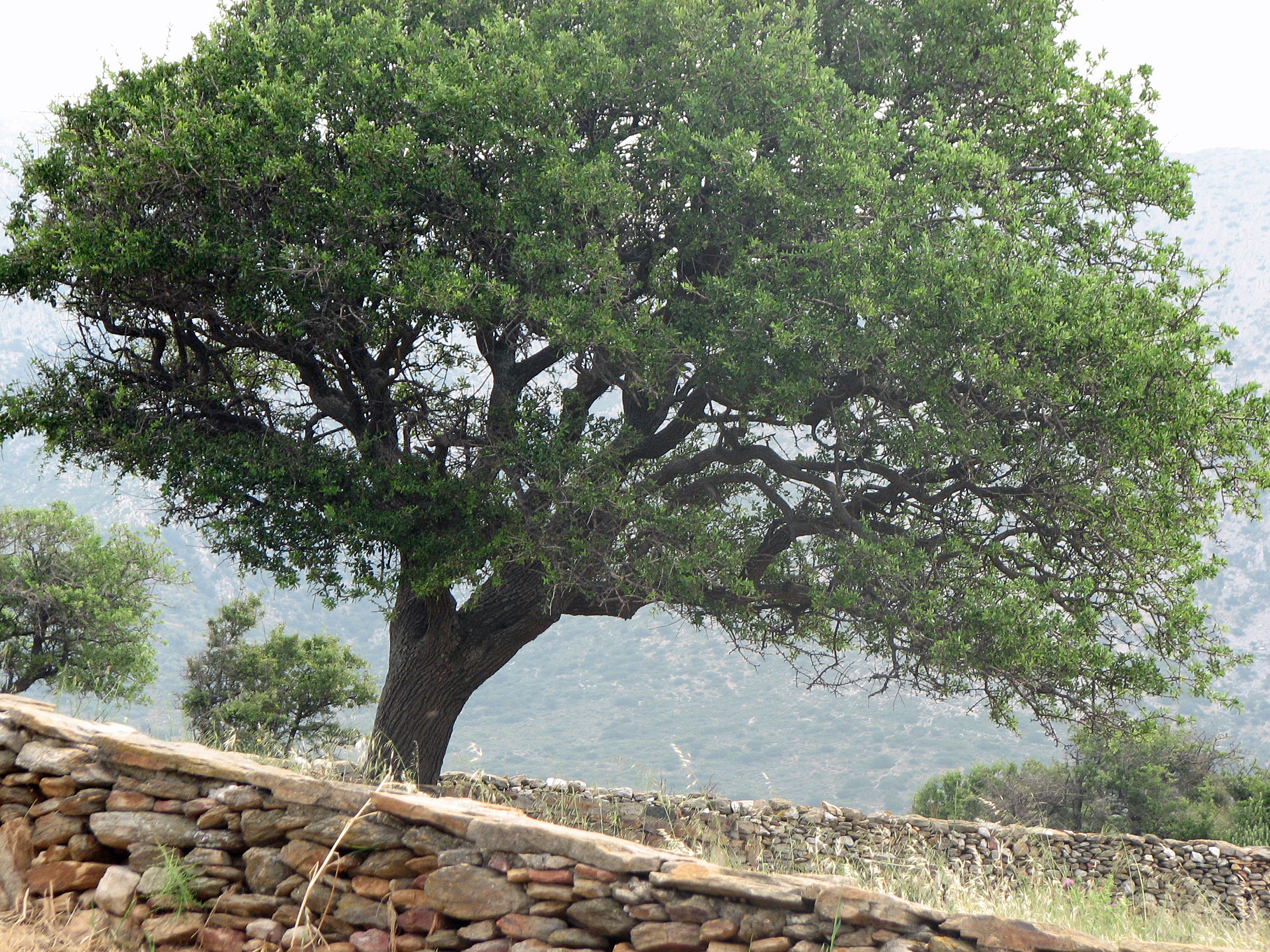 Mandelblättrige Birne