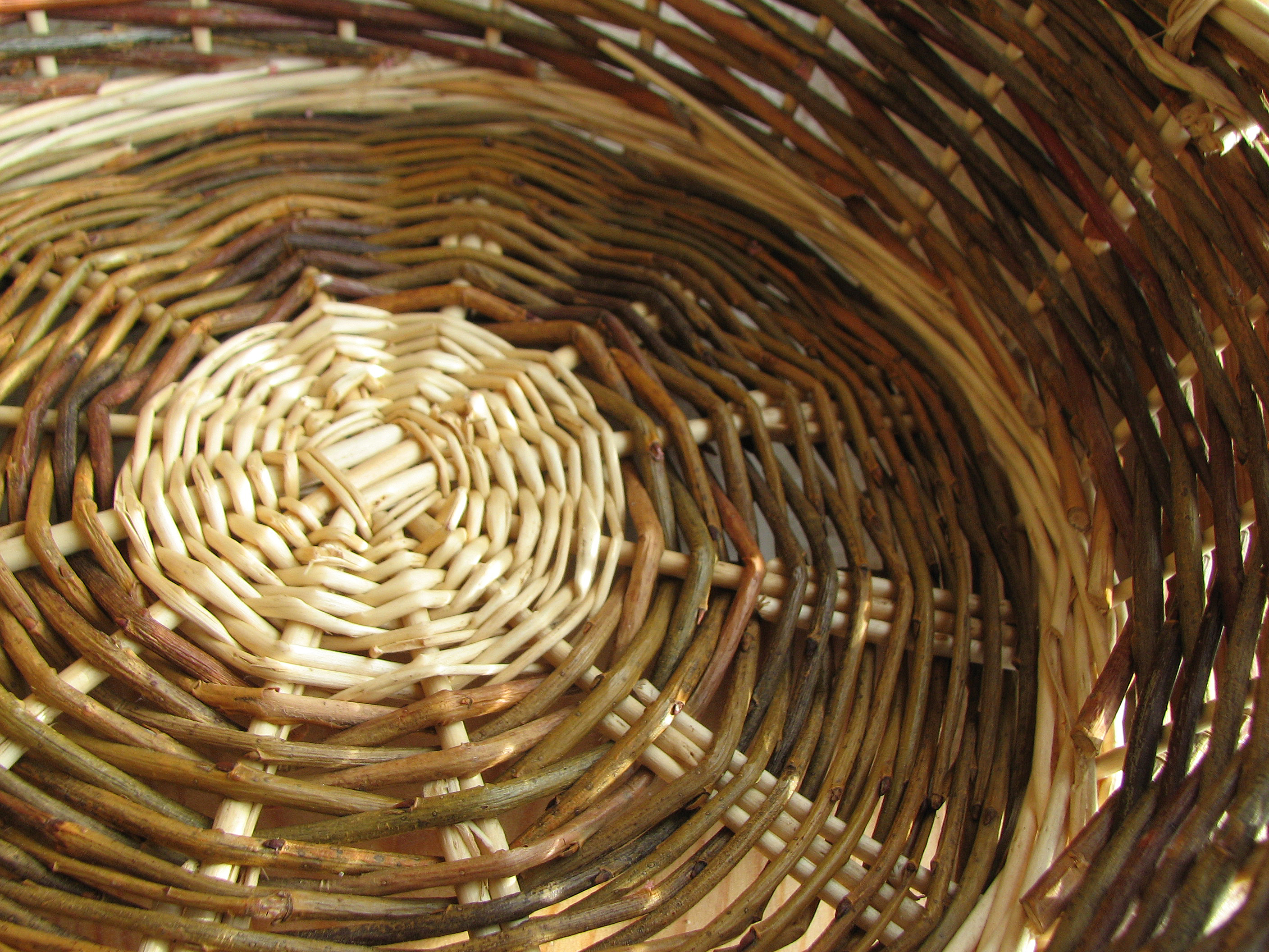 Silberweide - Kopfweide