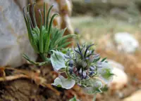 Ackerschwarzkümmel