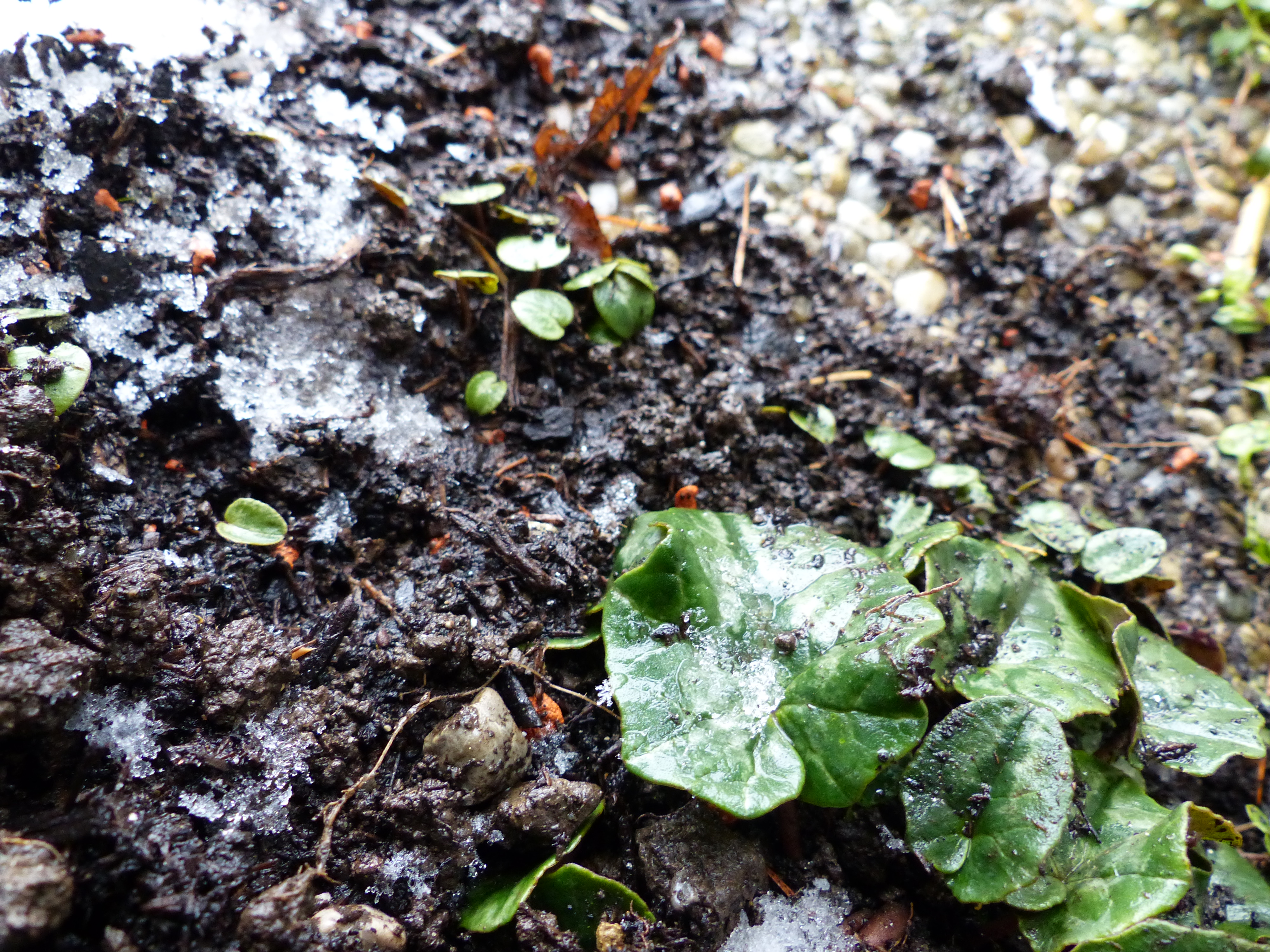 Europäisches Alpenveilchen