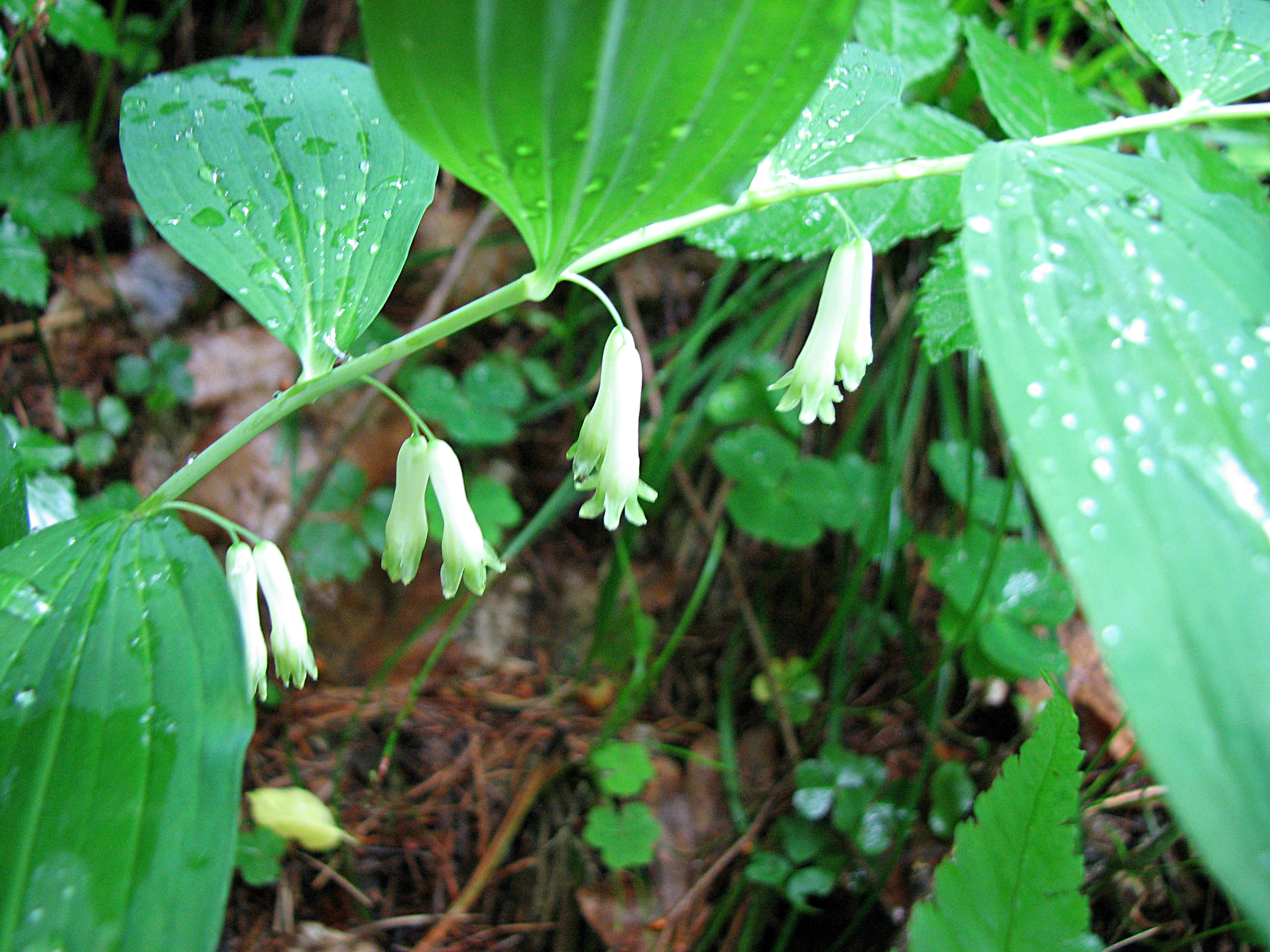 Vielblütige Weißwurz