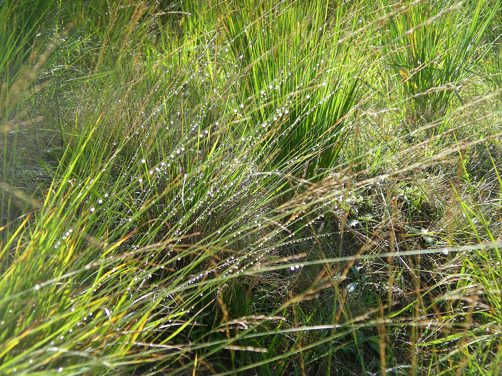 Gewöhnliche Sumpfbinse