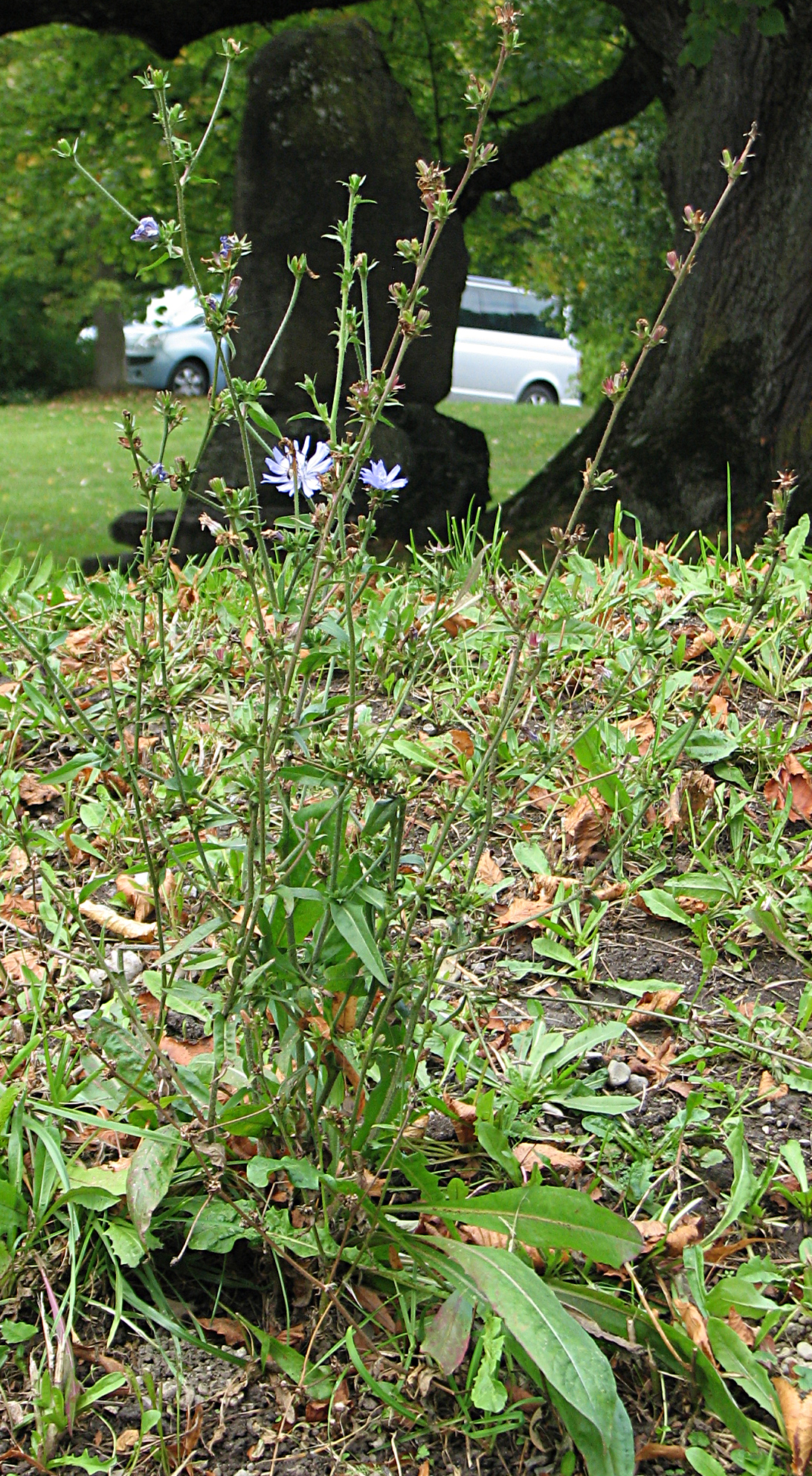 Gewöhnliche Wegwarte