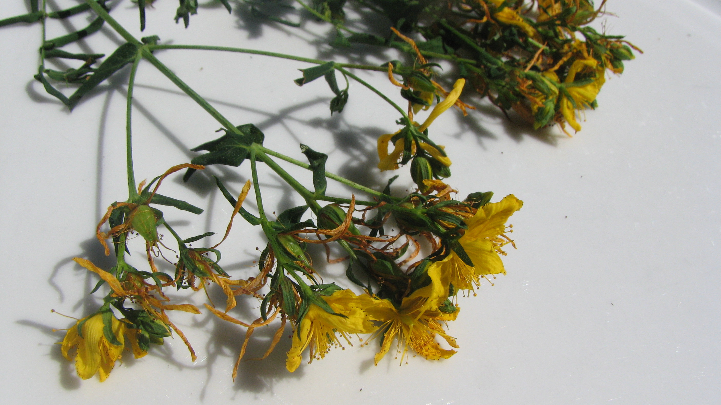 Echtes Johanniskraut