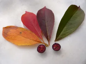 Aronia