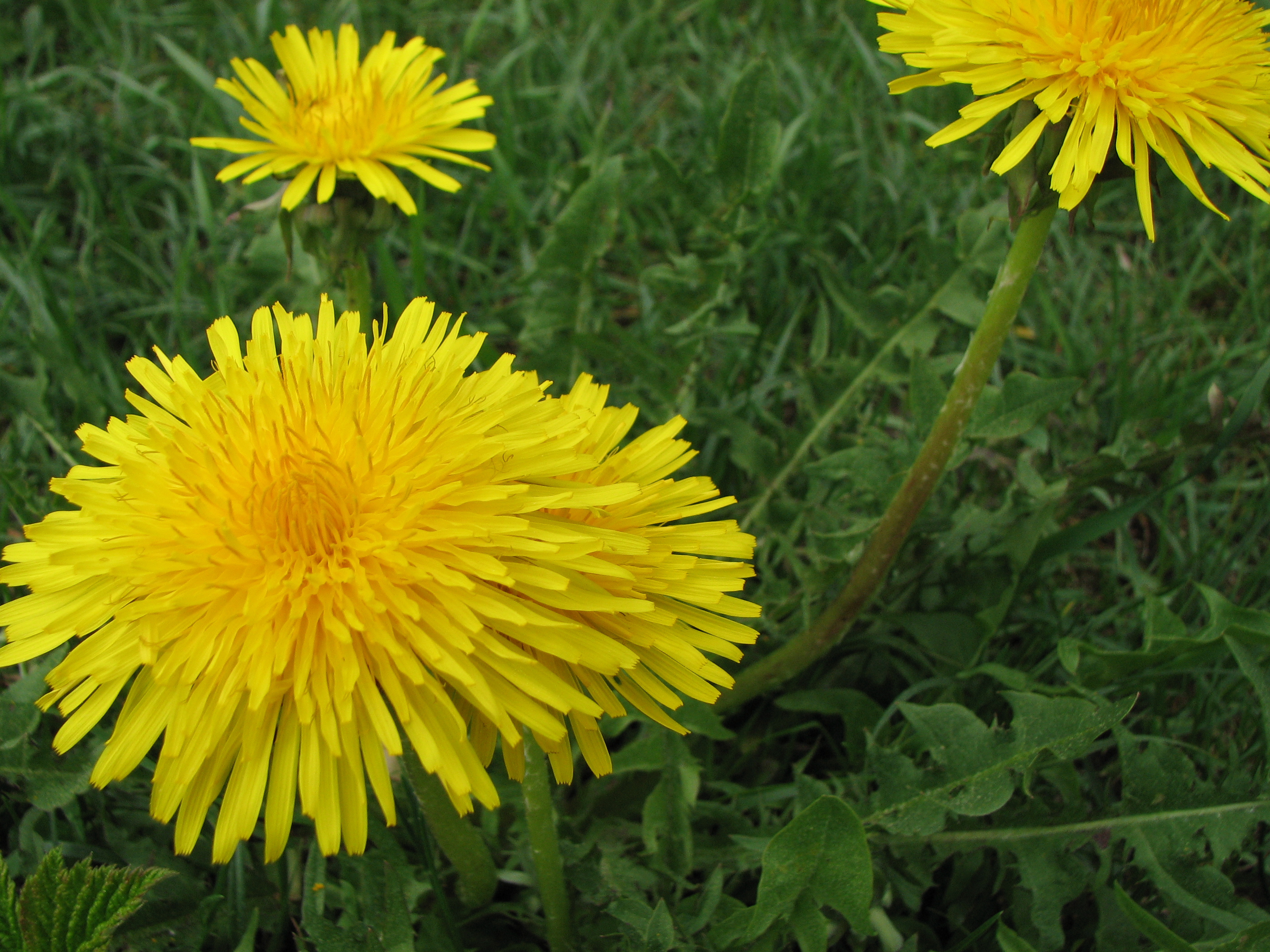 Gewöhnlicher Löwenzahn