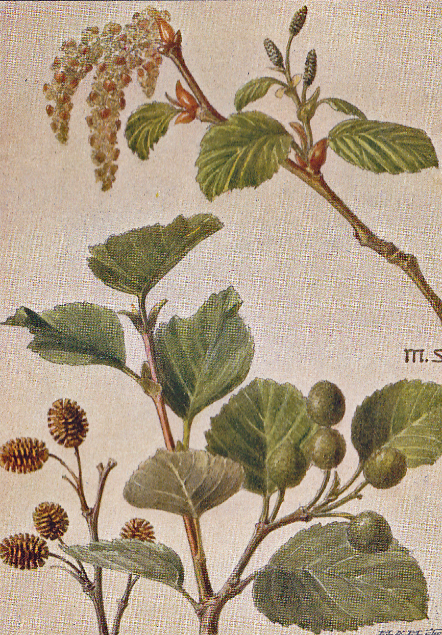 Grünerle