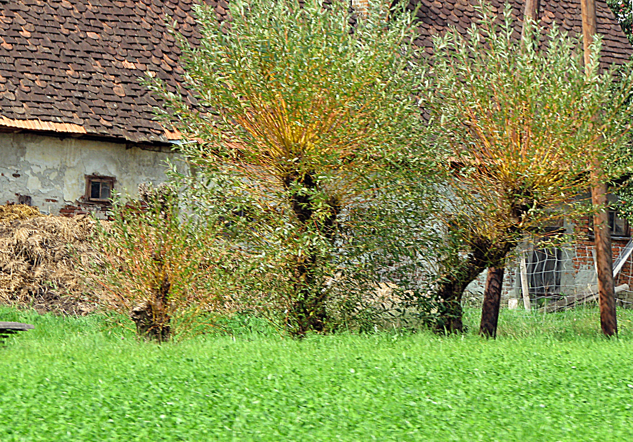 Silberweide - Kopfweide