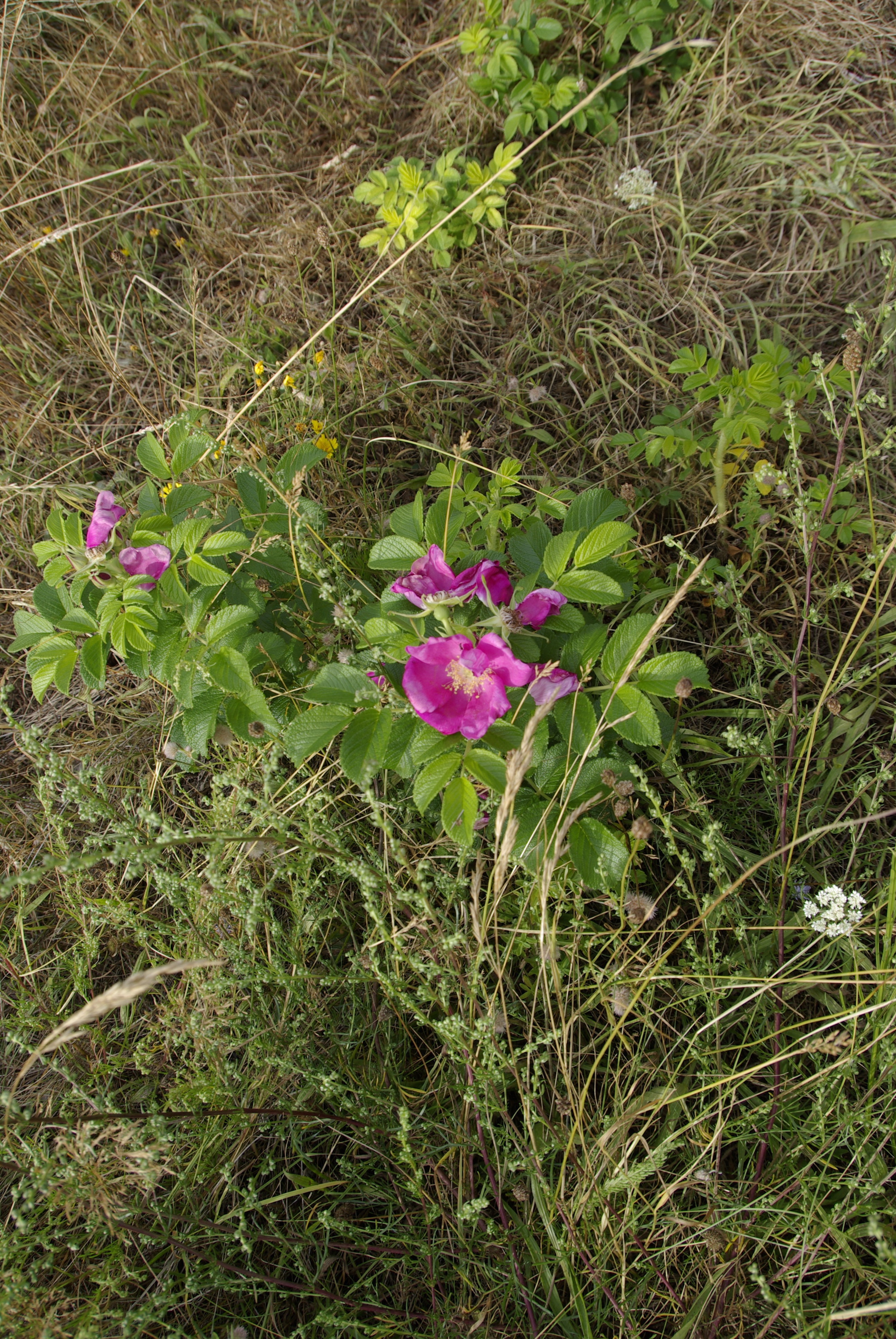 Kartoffelrose-Wildrose