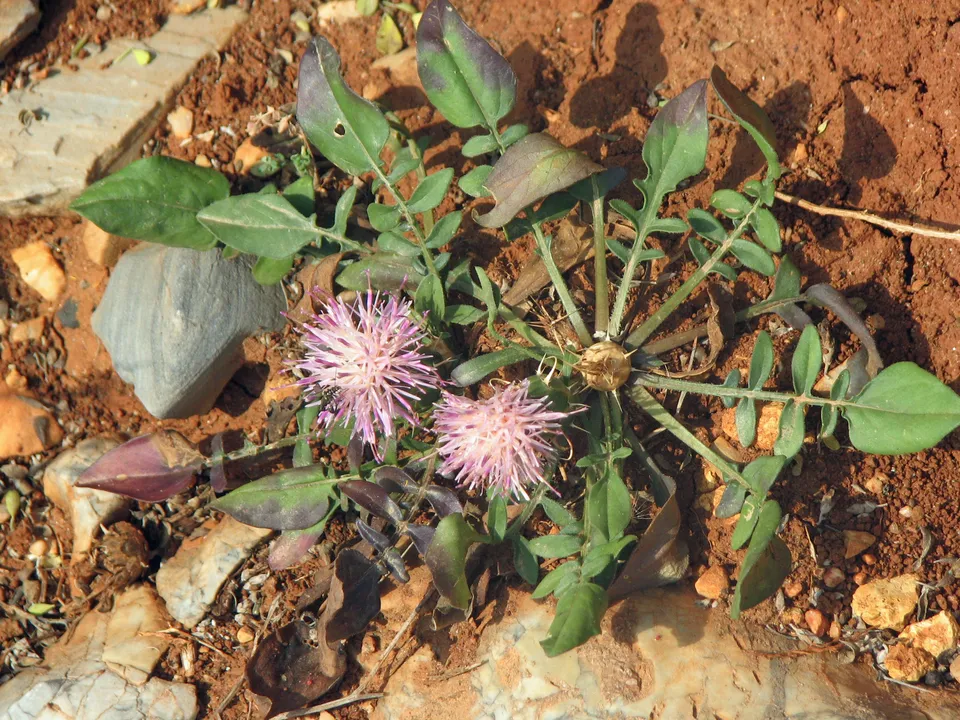 Rettichartige Flockenblume