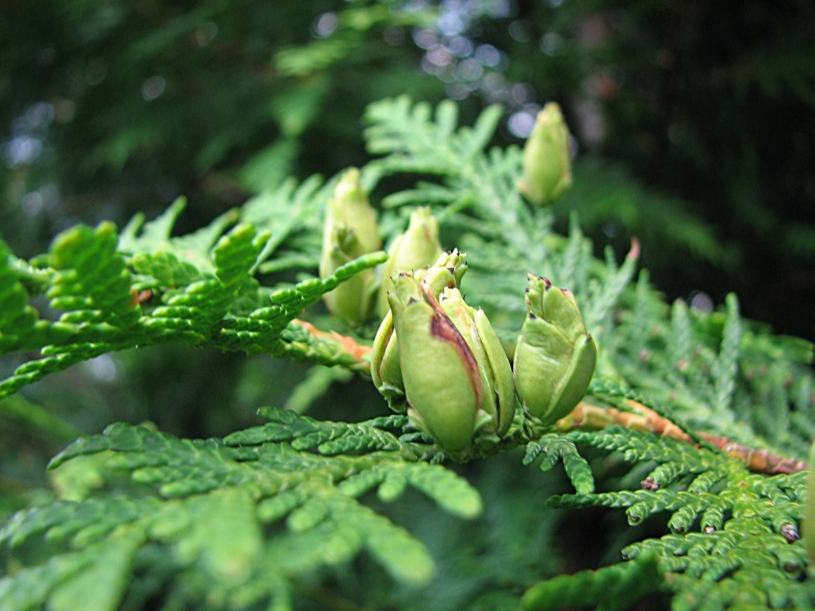 Gewöhnliche Thuja