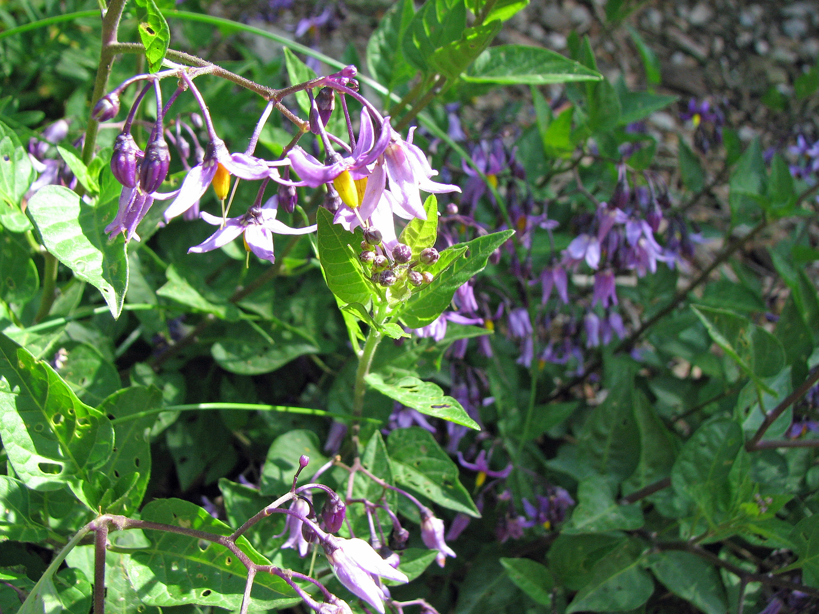 Bittersüßer Nachtschatten